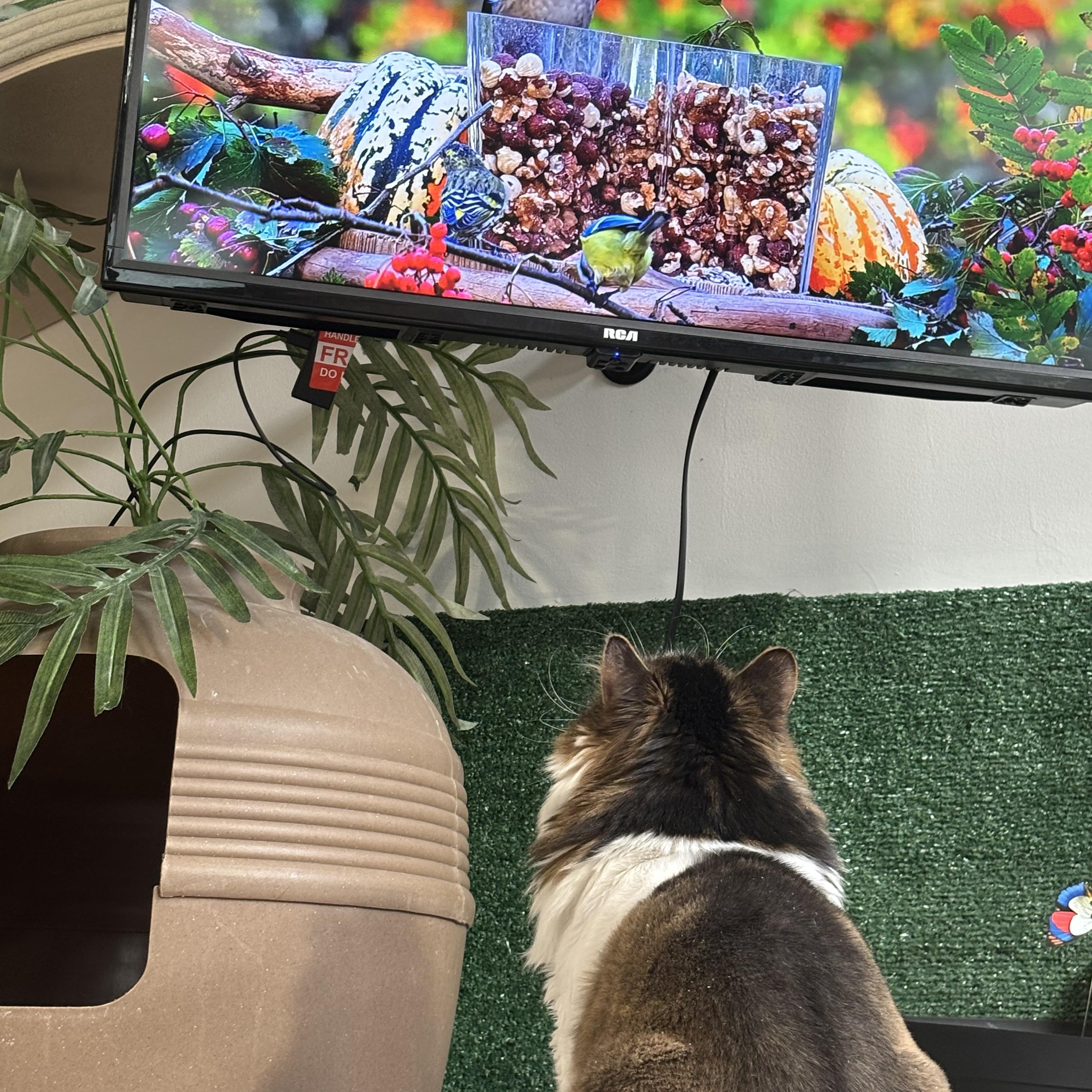 Enlarge Melvin, a Adopted Domestic Long Hair in Ottawa, ON image 2/4