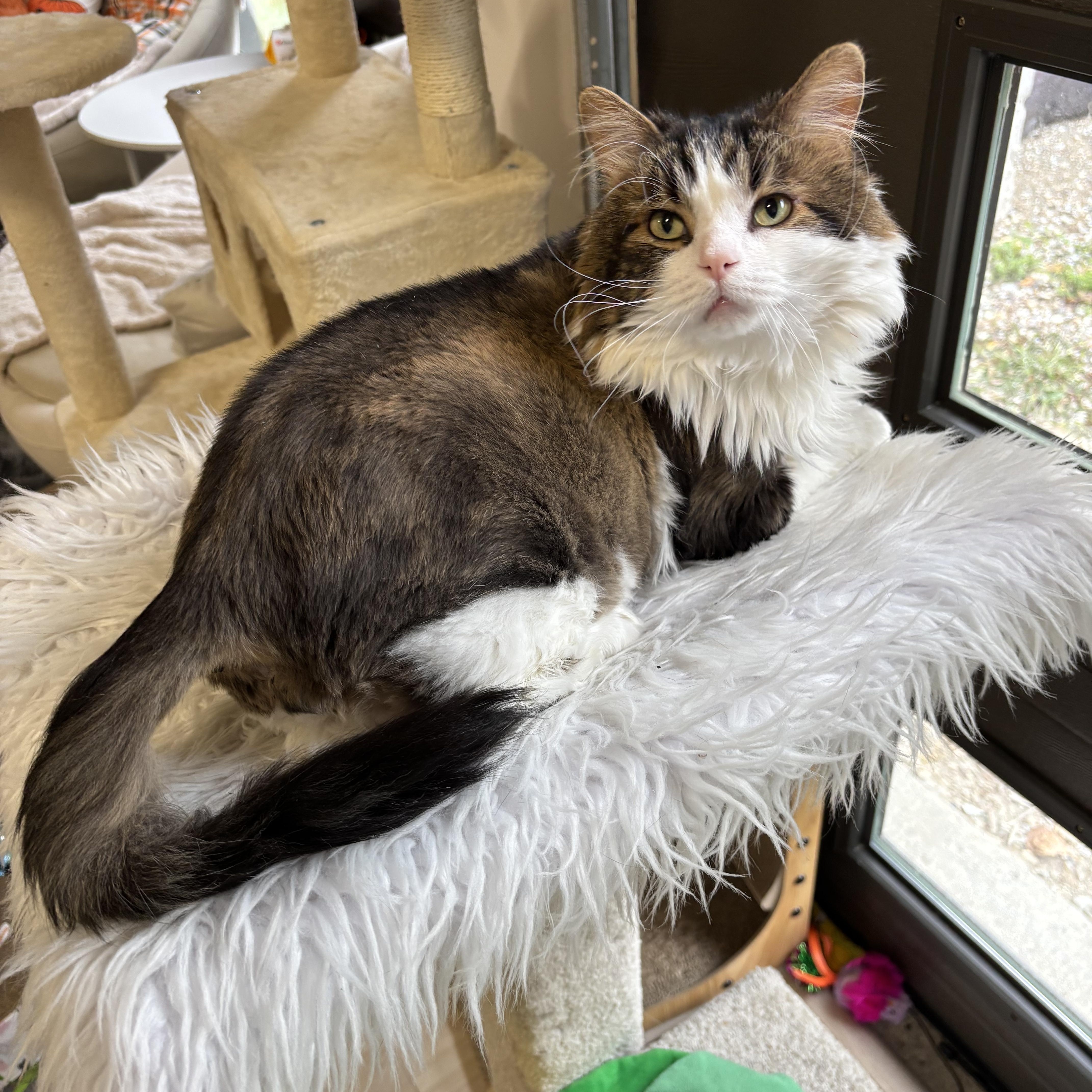 Melvin, Adopted, Adult Male Domestic Long Hair.