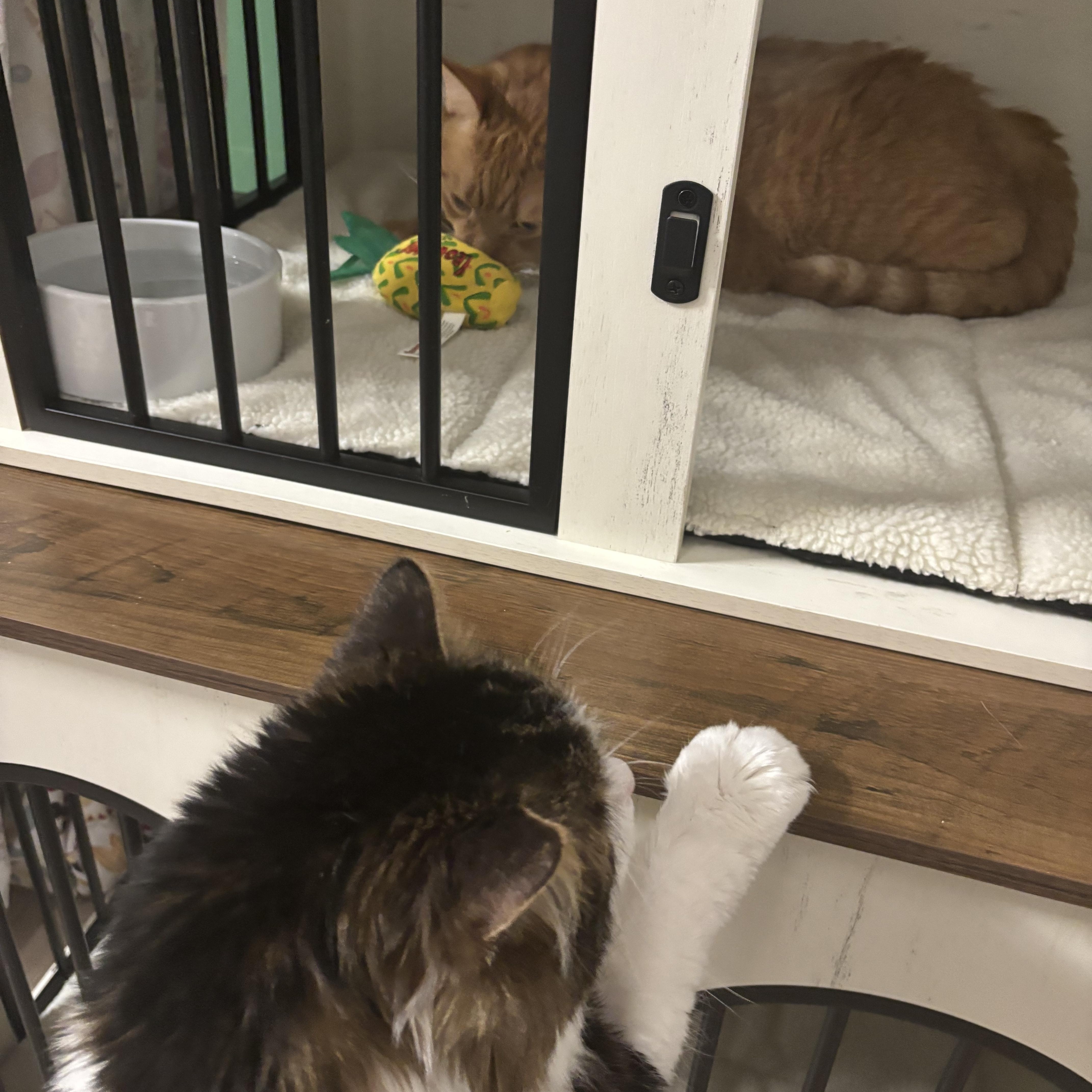 Enlarge Melvin, a Adopted Domestic Long Hair in Ottawa, ON image 4/4