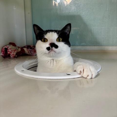 Hopper, ADOPTABLE, Adult Male Domestic Short Hair.