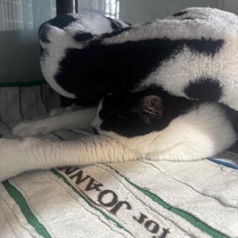 Enlarge Hopper, a ADOPTABLE Domestic Short Hair in Hutchinson, MN image 6/6