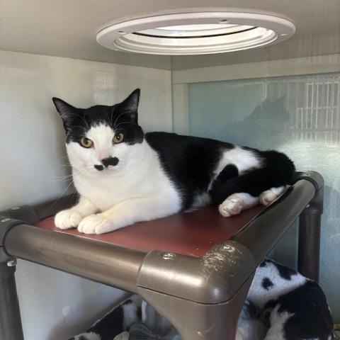 Enlarge Hopper, a ADOPTABLE Domestic Short Hair in Hutchinson, MN image 2/6