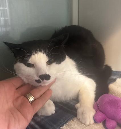 Enlarge Hopper, a ADOPTABLE Domestic Short Hair in Hutchinson, MN image 3/4