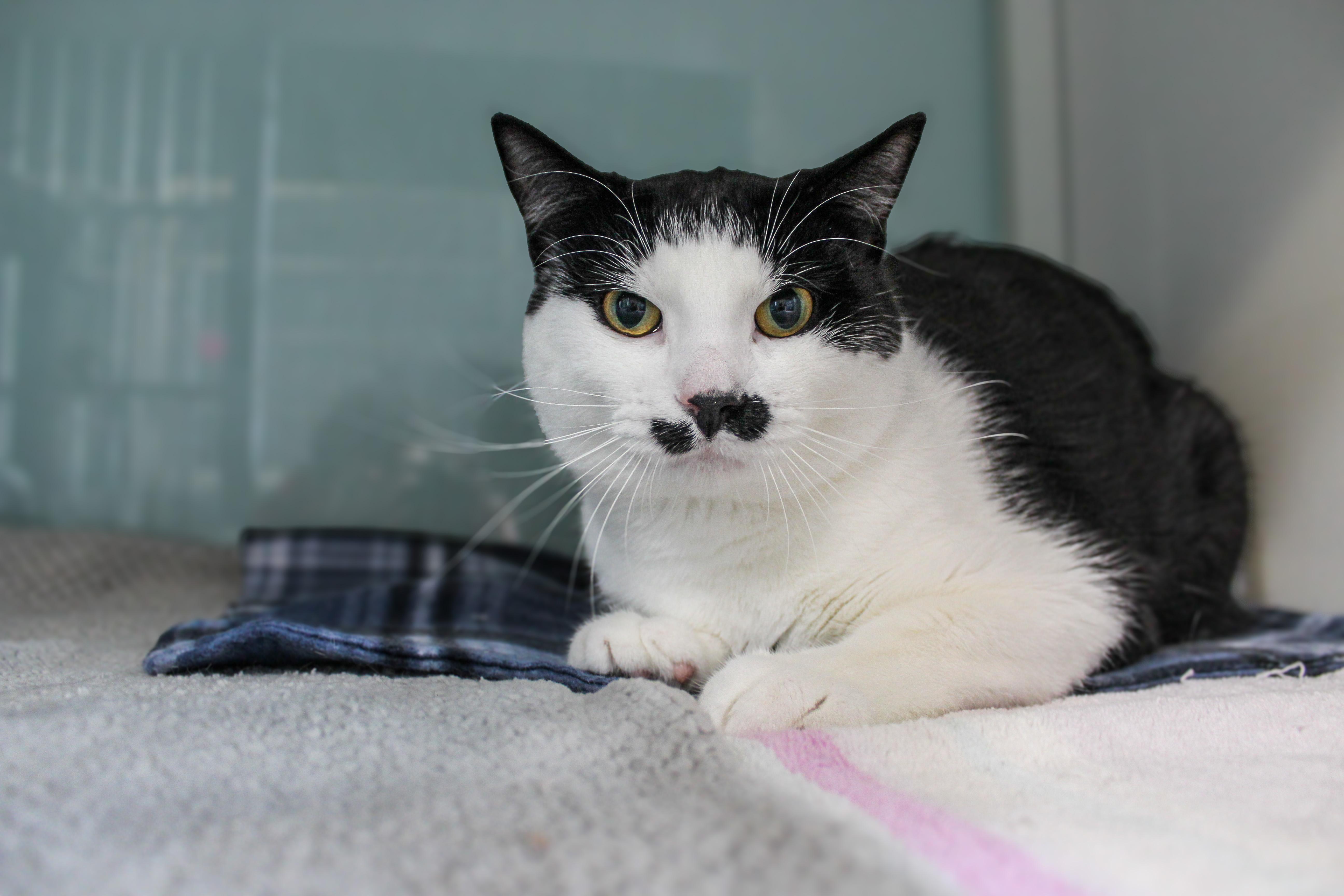 Enlarge Hopper, a ADOPTABLE Domestic Short Hair in Hutchinson, MN image 1/4