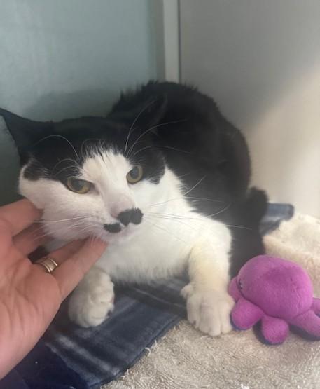 Enlarge Hopper, a ADOPTABLE Domestic Short Hair in Hutchinson, MN image 4/4