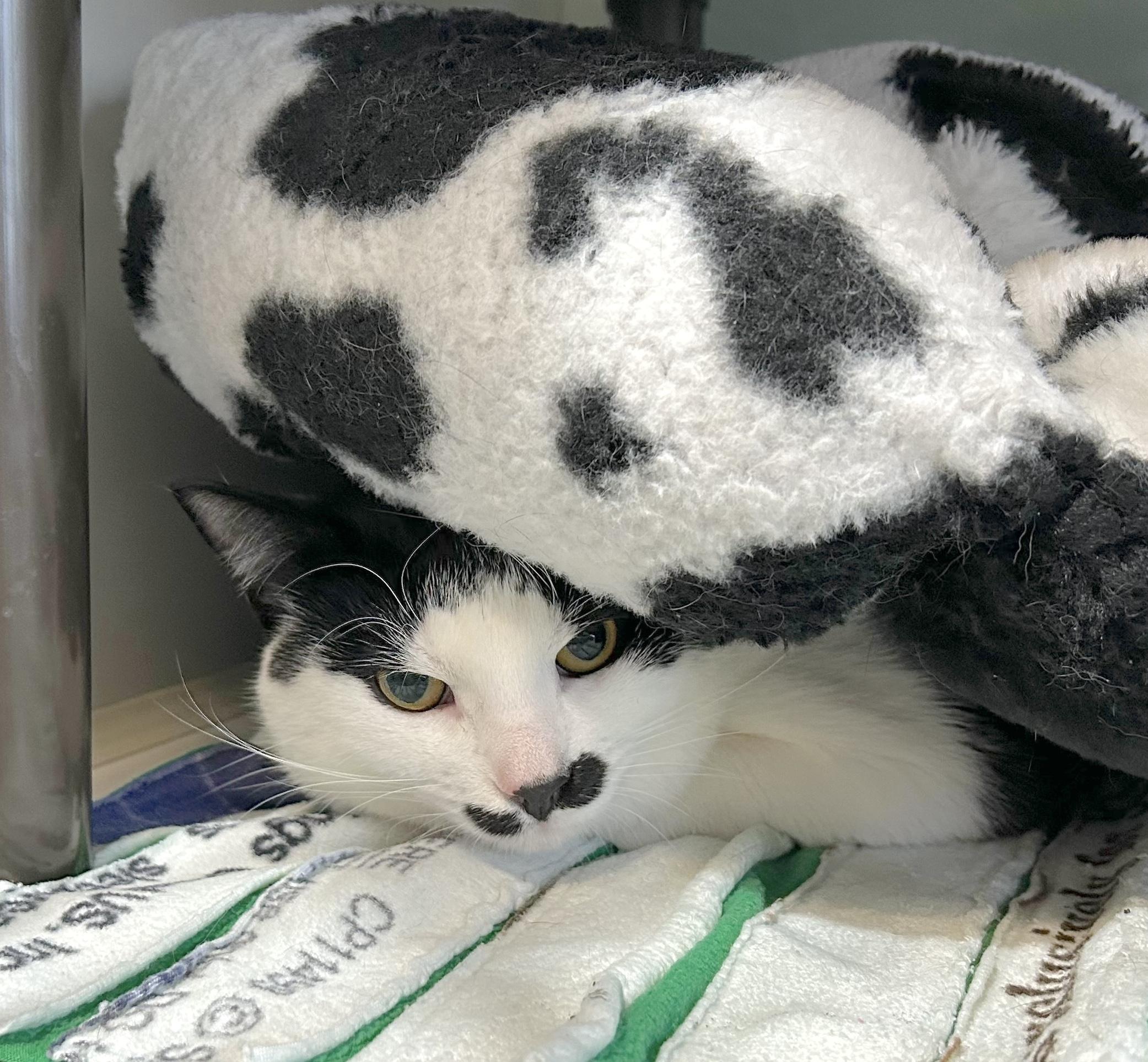 Hopper, a ADOPTABLE Domestic Short Hair in Hutchinson, MN image 6/6