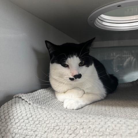 Enlarge Hopper, a ADOPTABLE Domestic Short Hair in Hutchinson, MN image 2/4