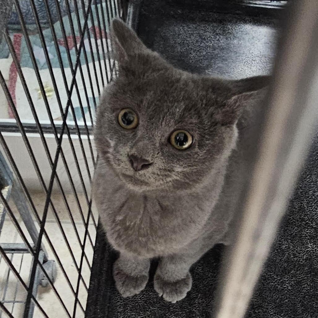 Mushroom, Adoptable, Young Male Domestic Short Hair.