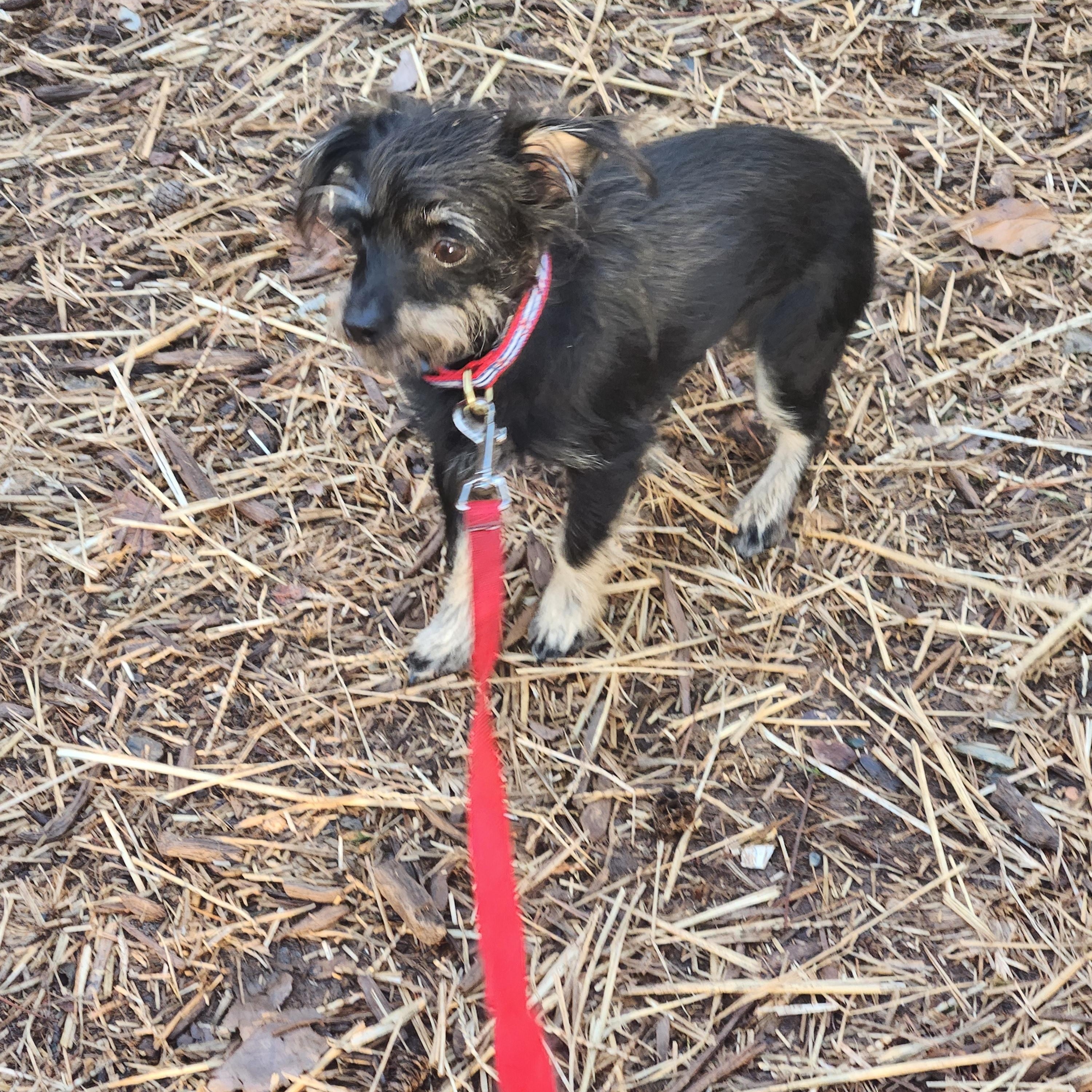 SOPHIE, an adopted mixed breed in Troutman, NC image 3/5