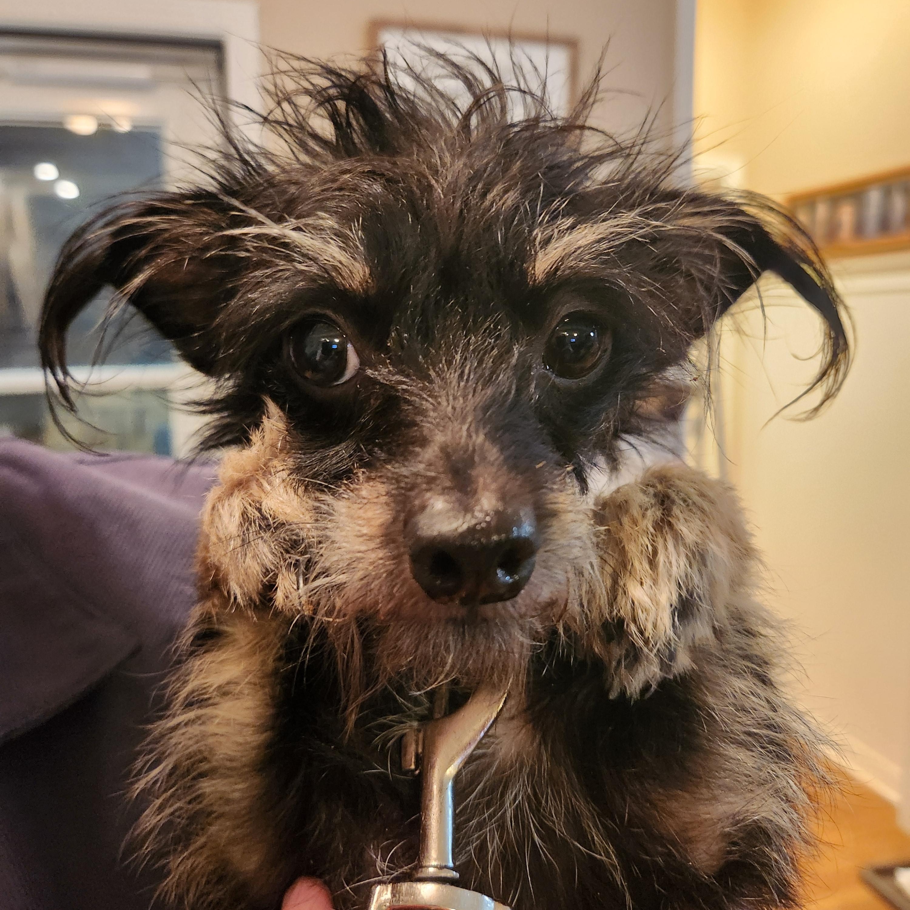 SOPHIE, an adopted mixed breed in Troutman, NC image 1/5