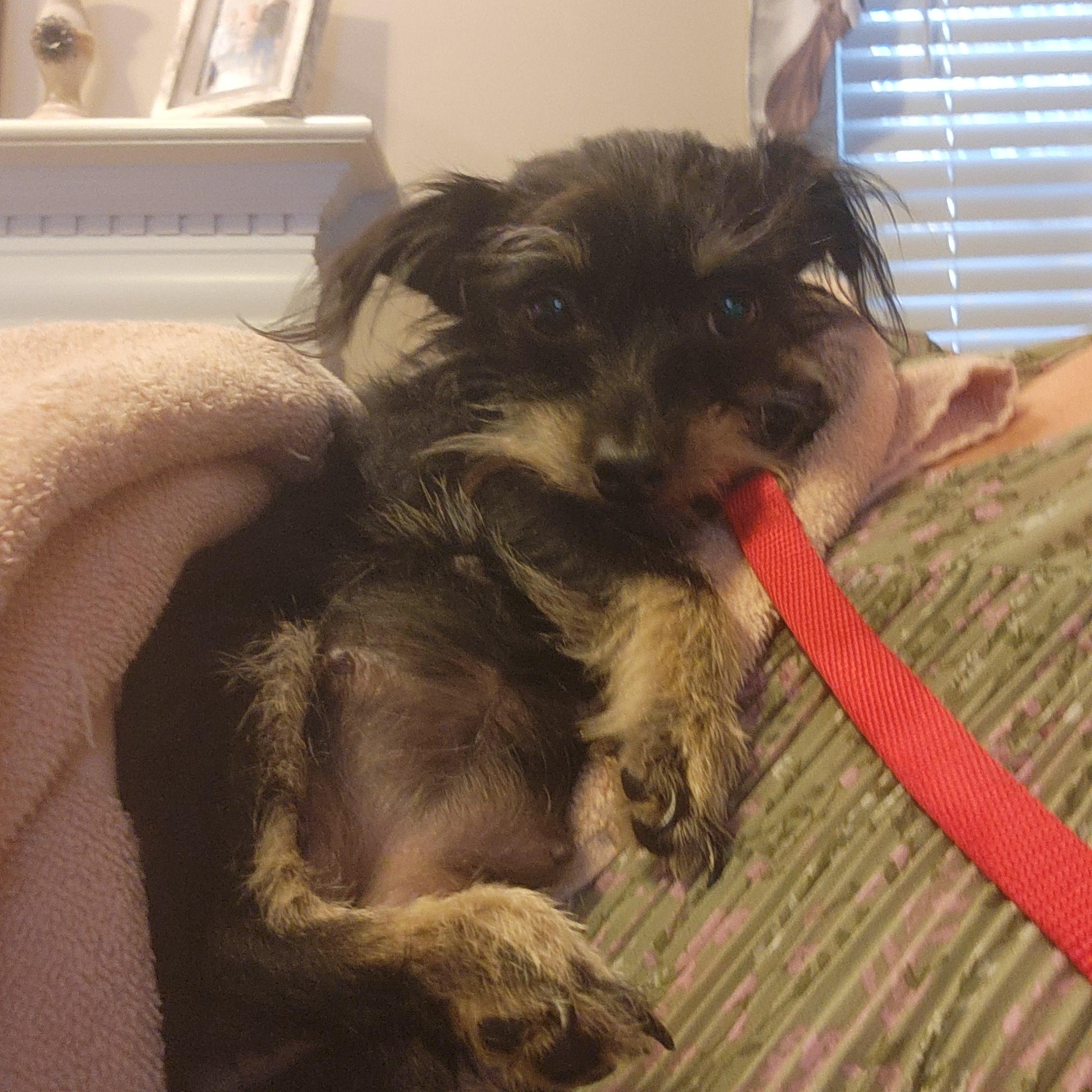 SOPHIE, an adopted mixed breed in Troutman, NC image 5/5