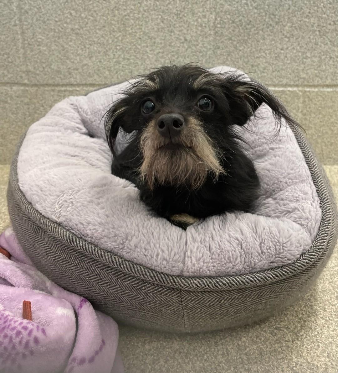 SOPHIE, an adopted mixed breed in Troutman, NC image 4/5