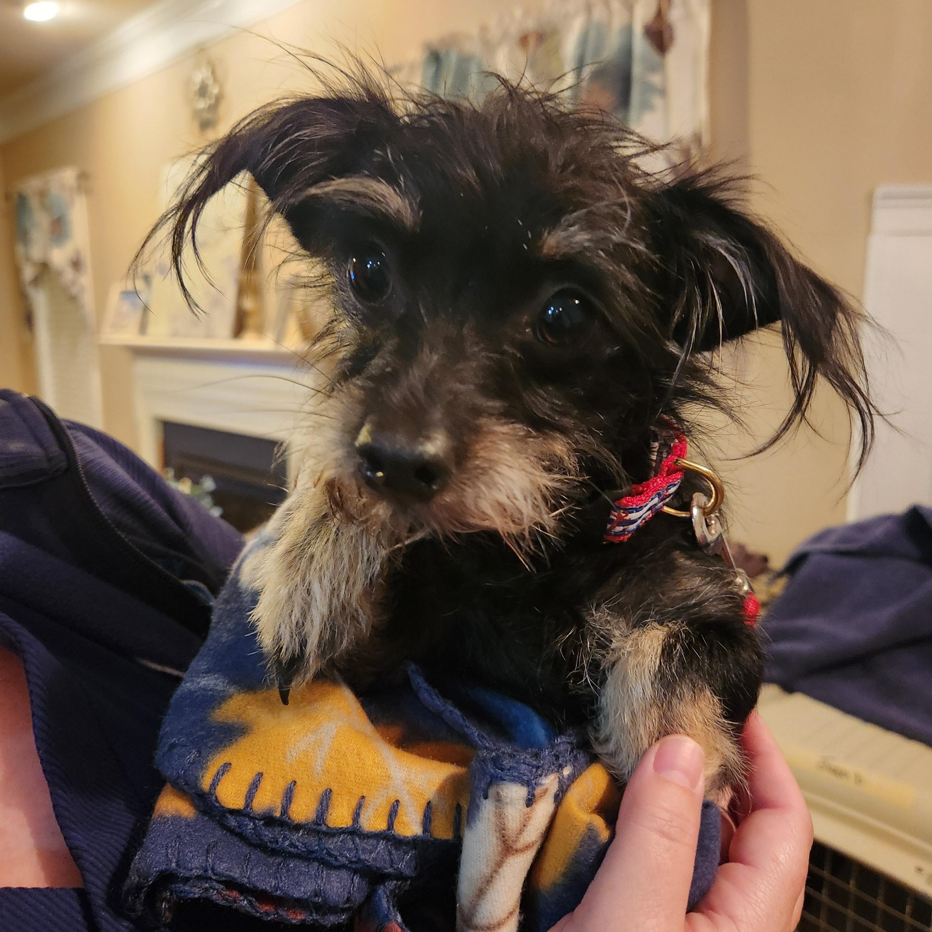 SOPHIE, an adopted mixed breed in Troutman, NC image 2/5