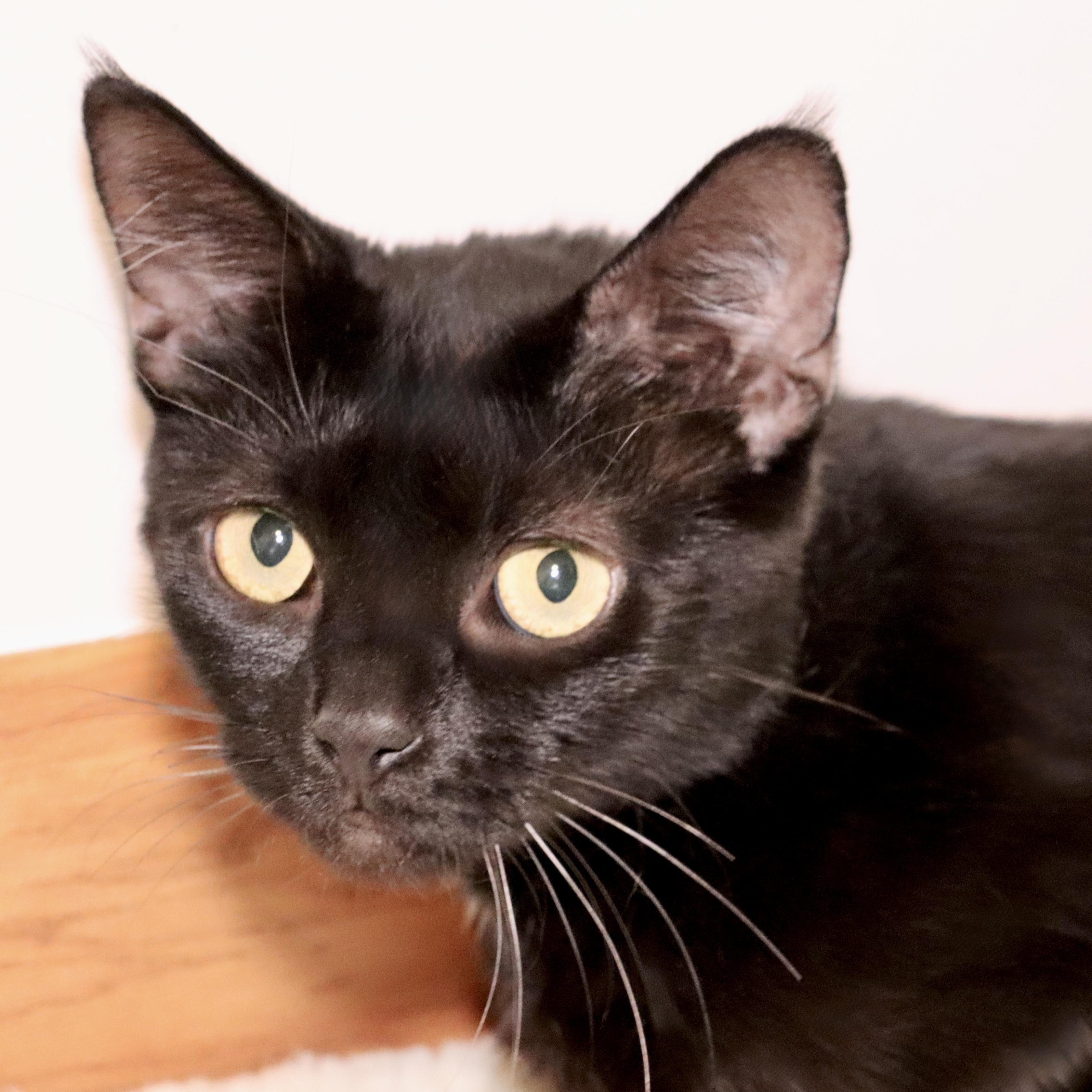 Cache, an adoptable Domestic Short Hair in Grove City, OH image 2/2
