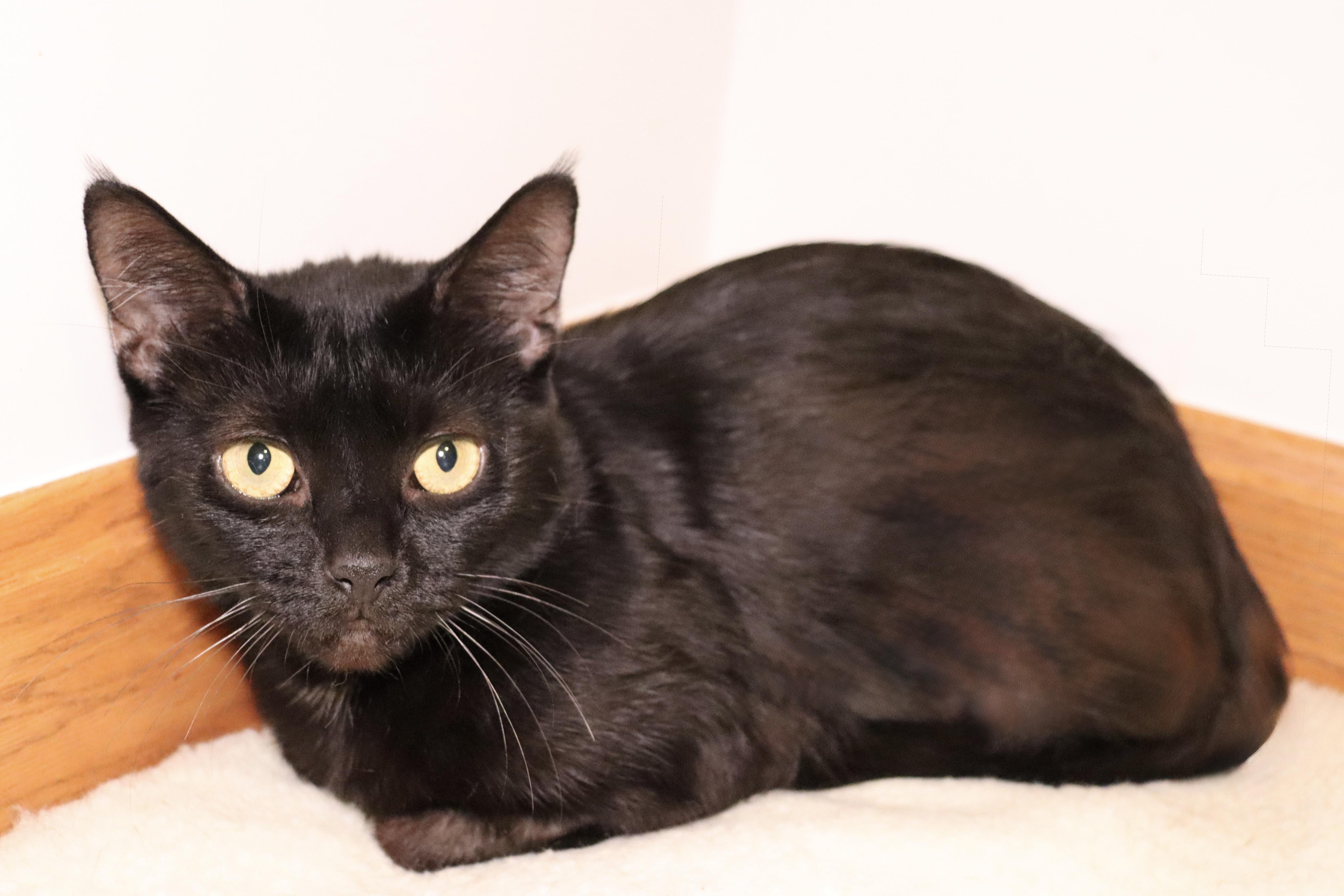 Cache, an adoptable Domestic Short Hair in Grove City, OH image 1/2