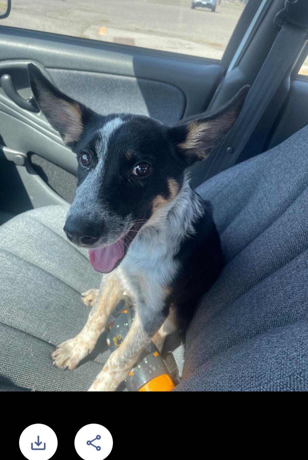 Echo, an adoptable Australian Cattle Dog / Blue Heeler in Billings, MT, 59101 | Photo Image 1