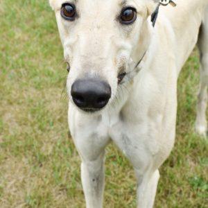 FIVE POINT OH, Adopted, Adult Male Greyhound.