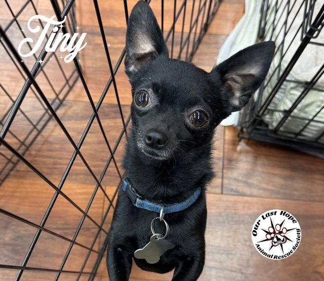 Tiny, Adoptable, Young Male Chihuahua.
