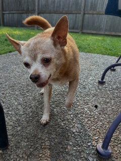 Lester {COMING SOON}, Adoptable, Senior Male Chihuahua.
