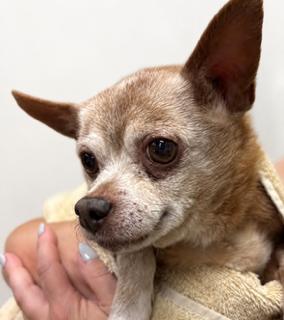 Lester {COMING SOON}, a Adoptable Chihuahua in Nashville, TN image 2/2