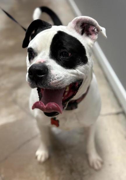 Enlarge Rohk, a ADOPTABLE mixed breed in Benbrook, TX image 2/3