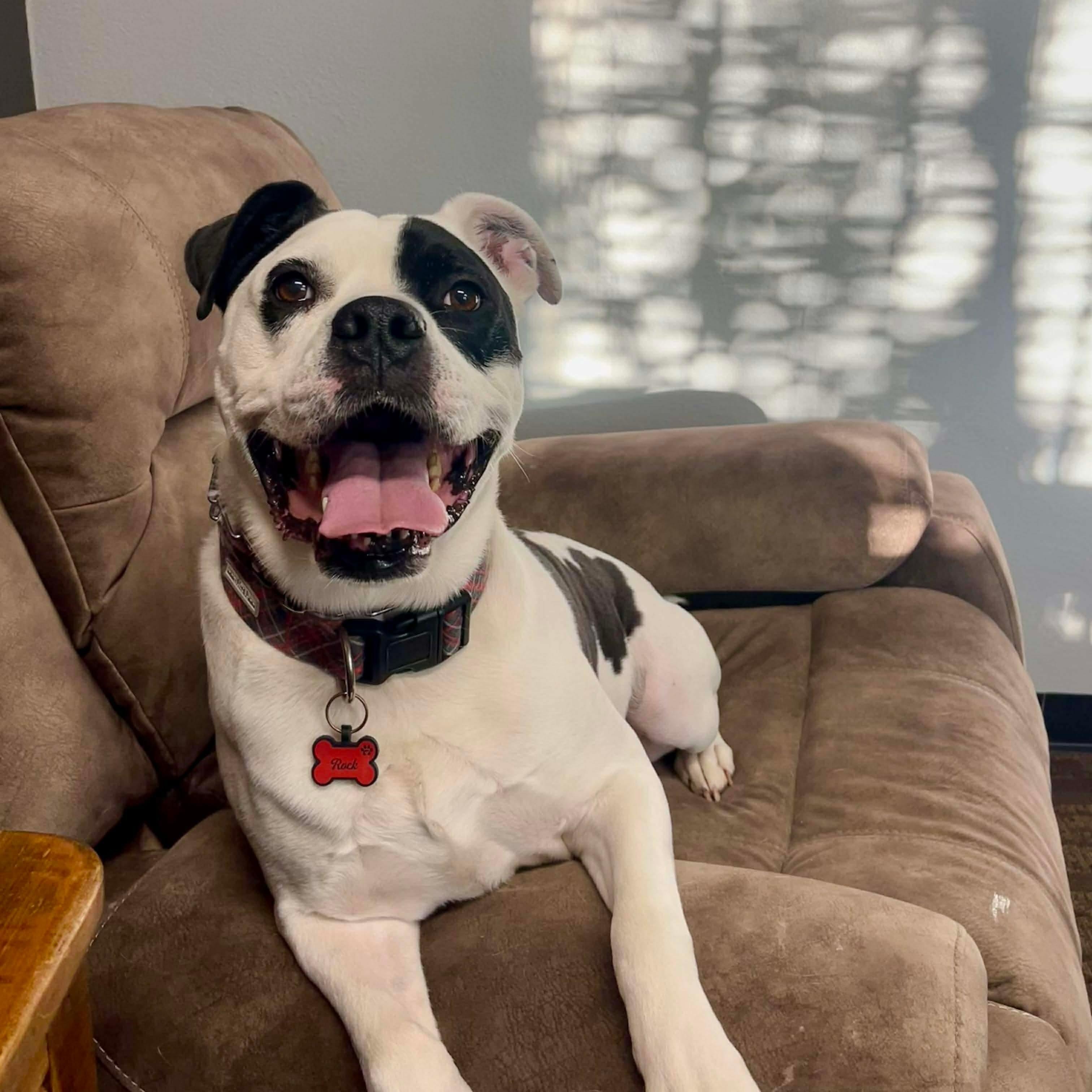 Rohk, ADOPTABLE, Adult Male American Bulldog & Boxer.