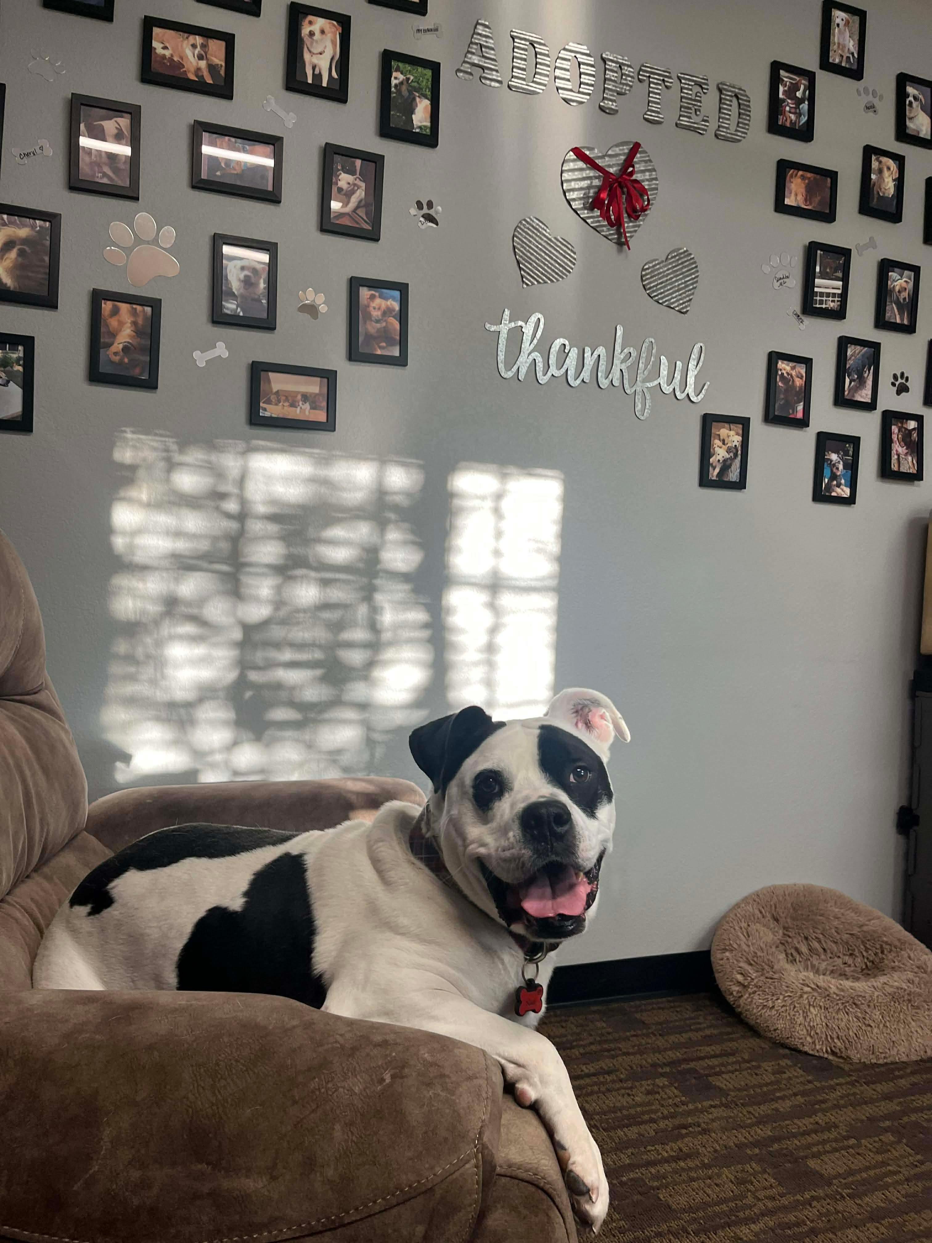 Enlarge Rohk, a ADOPTABLE mixed breed in Benbrook, TX image 3/3