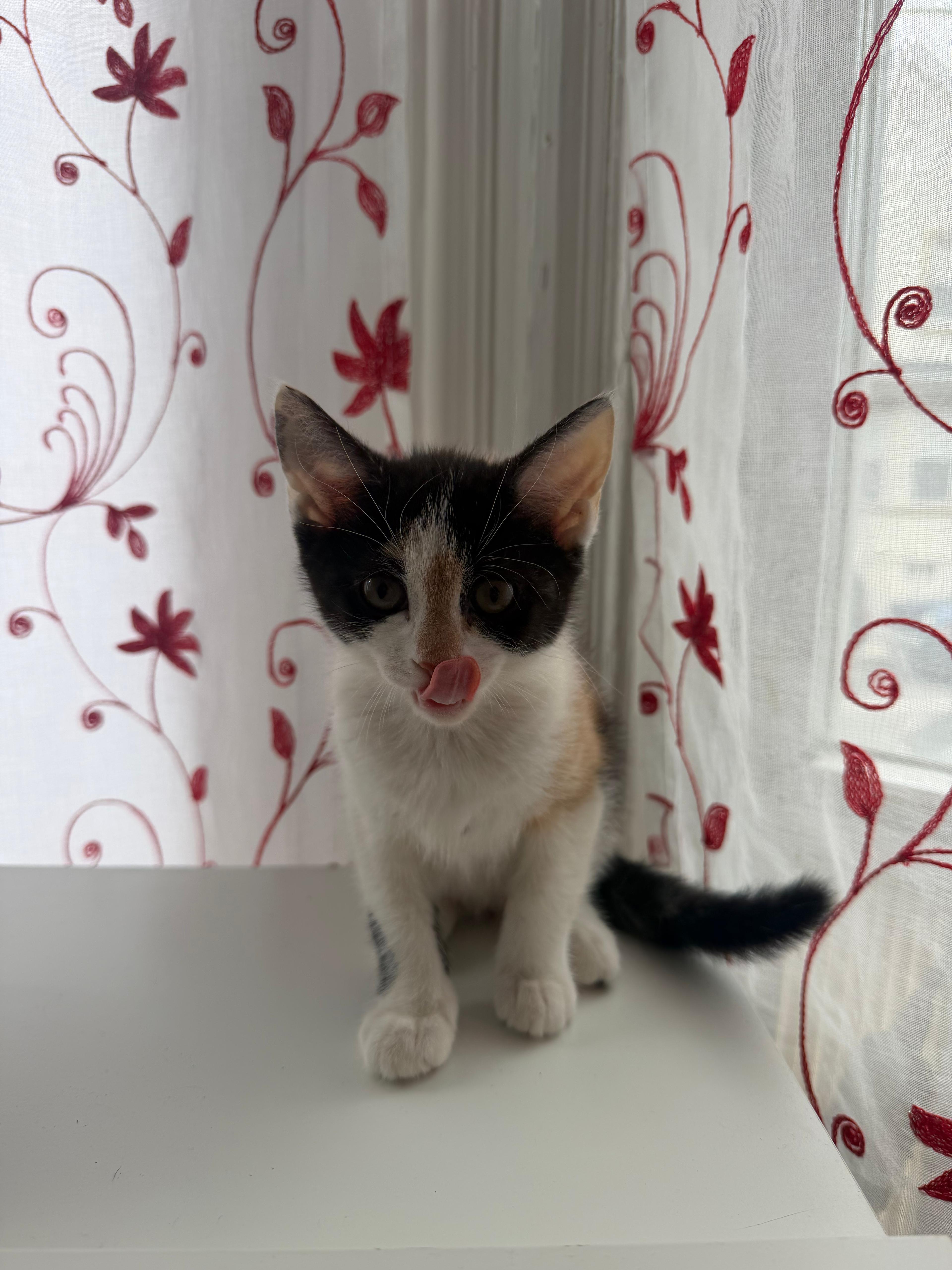 Enlarge Evie, an adopted Domestic Short Hair in Newark, NJ image 4/4