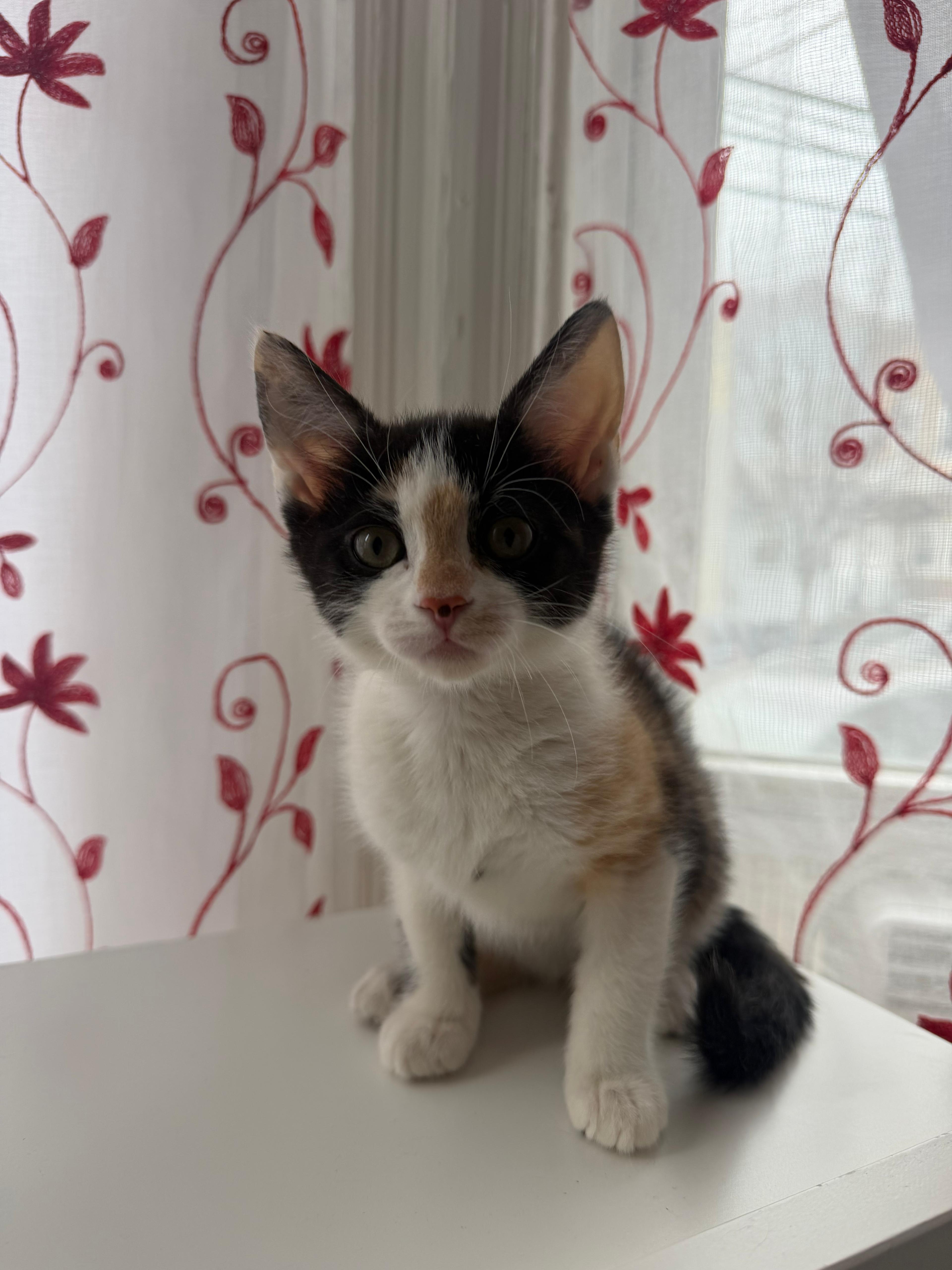 Enlarge Evie, an adopted Domestic Short Hair in Newark, NJ image 2/4