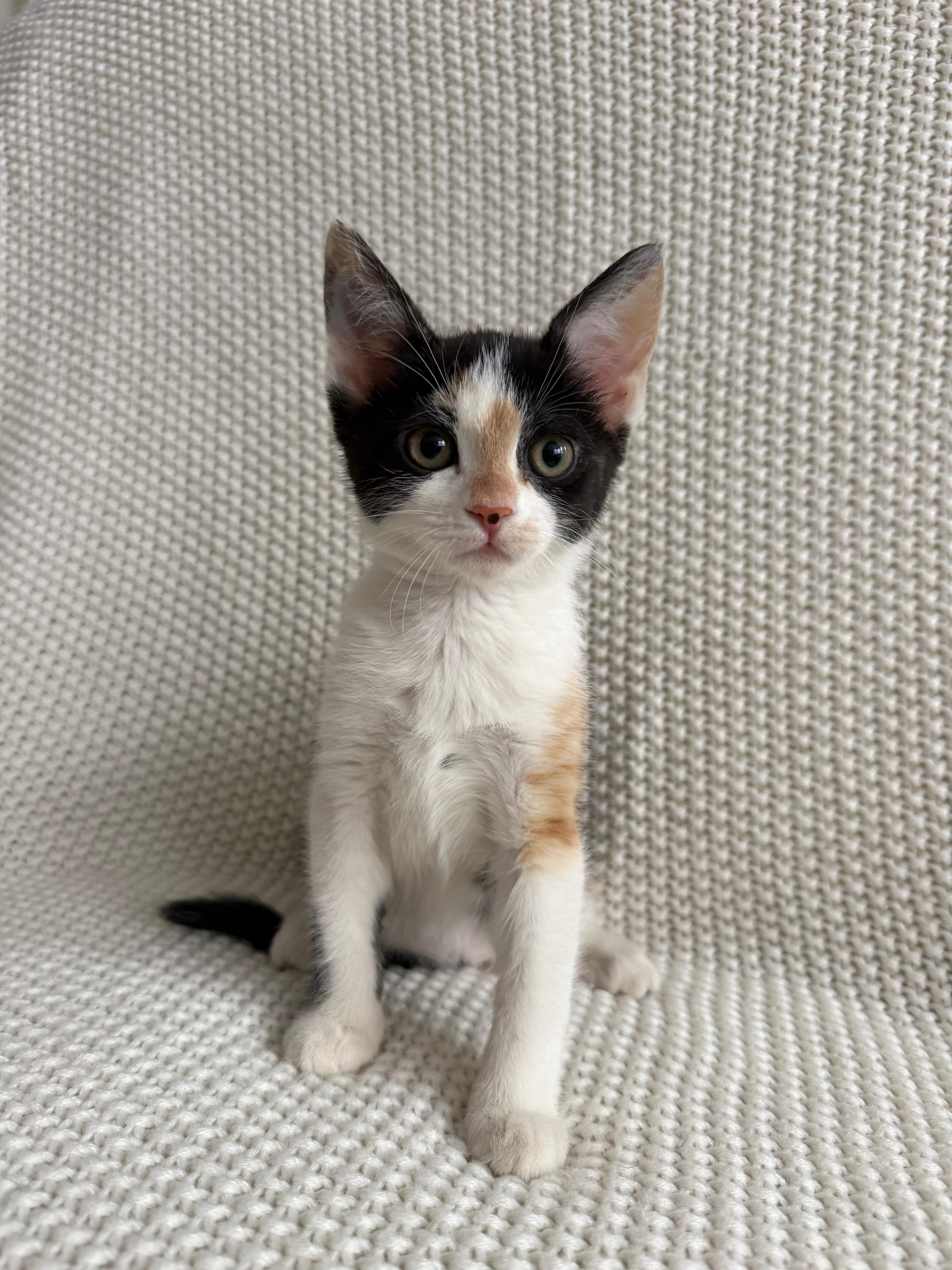 Enlarge Evie, an adopted Domestic Short Hair in Newark, NJ image 1/4