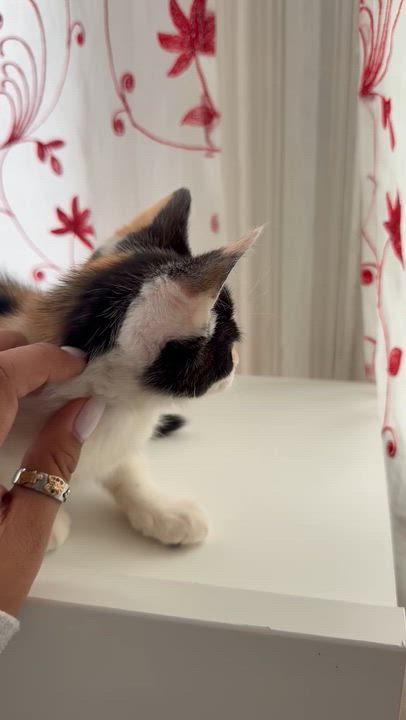 Enlarge Evie, an adopted Domestic Short Hair in Newark, NJ video 3/4