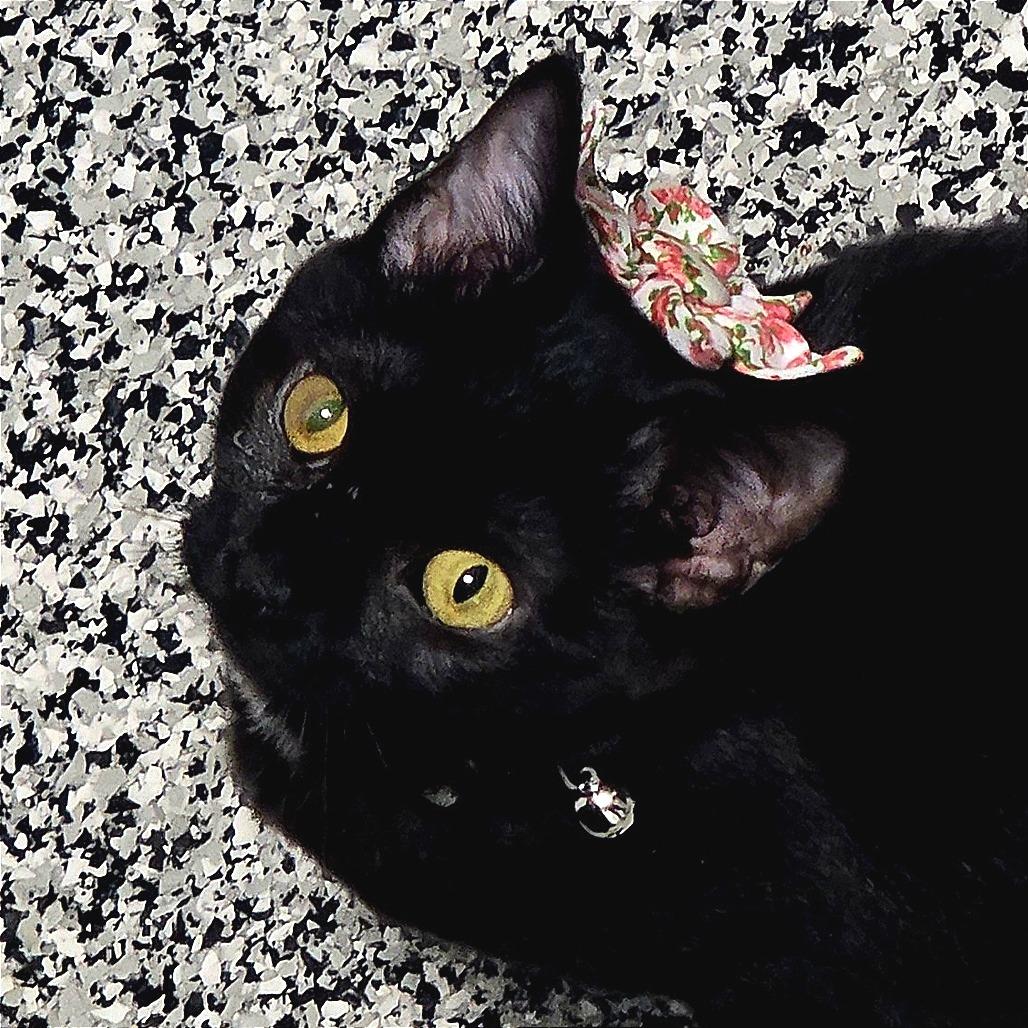 Otello, a Adoptable Domestic Short Hair in St. Louis, MO image 3/5