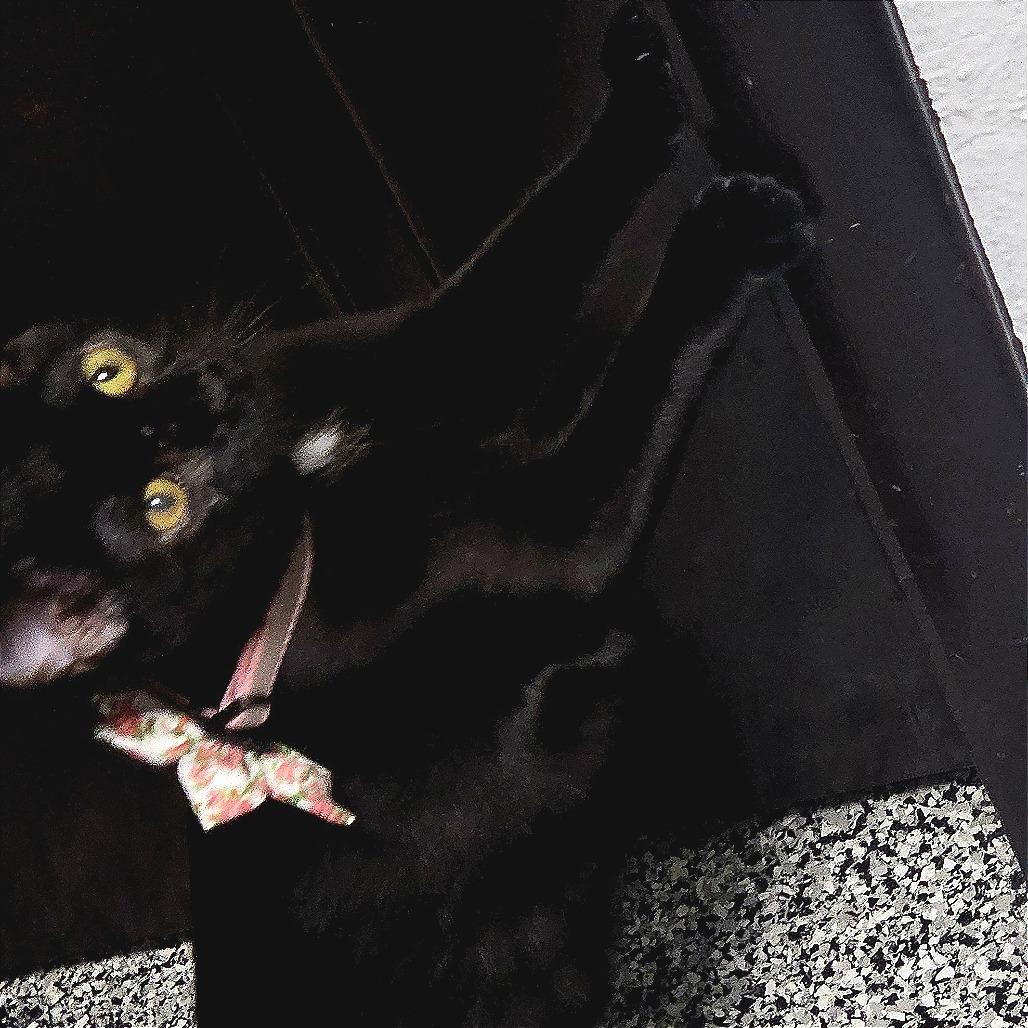 Otello, a Adoptable Domestic Short Hair in St. Louis, MO image 5/5