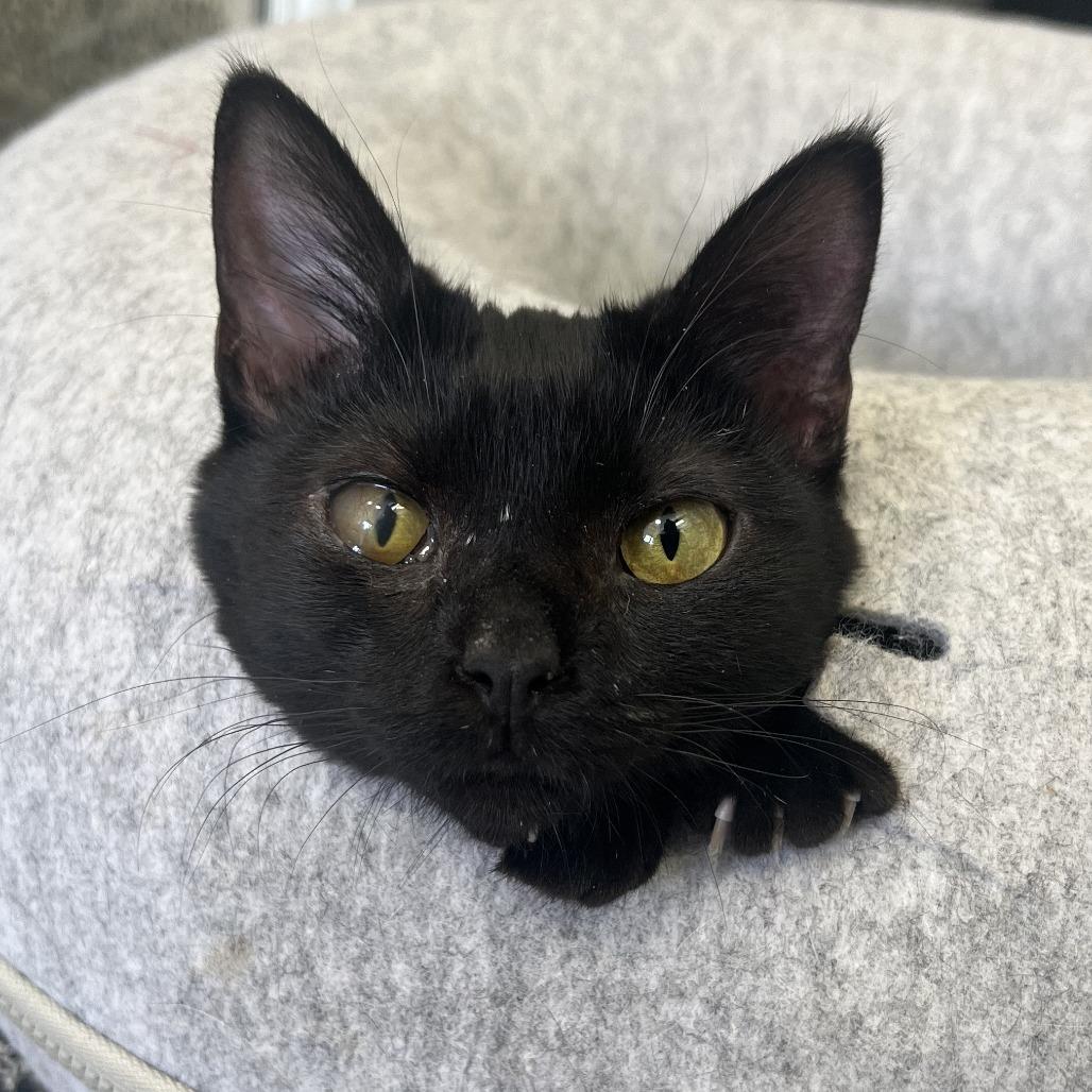 Otello, a Adoptable Domestic Short Hair in St. Louis, MO image 2/5