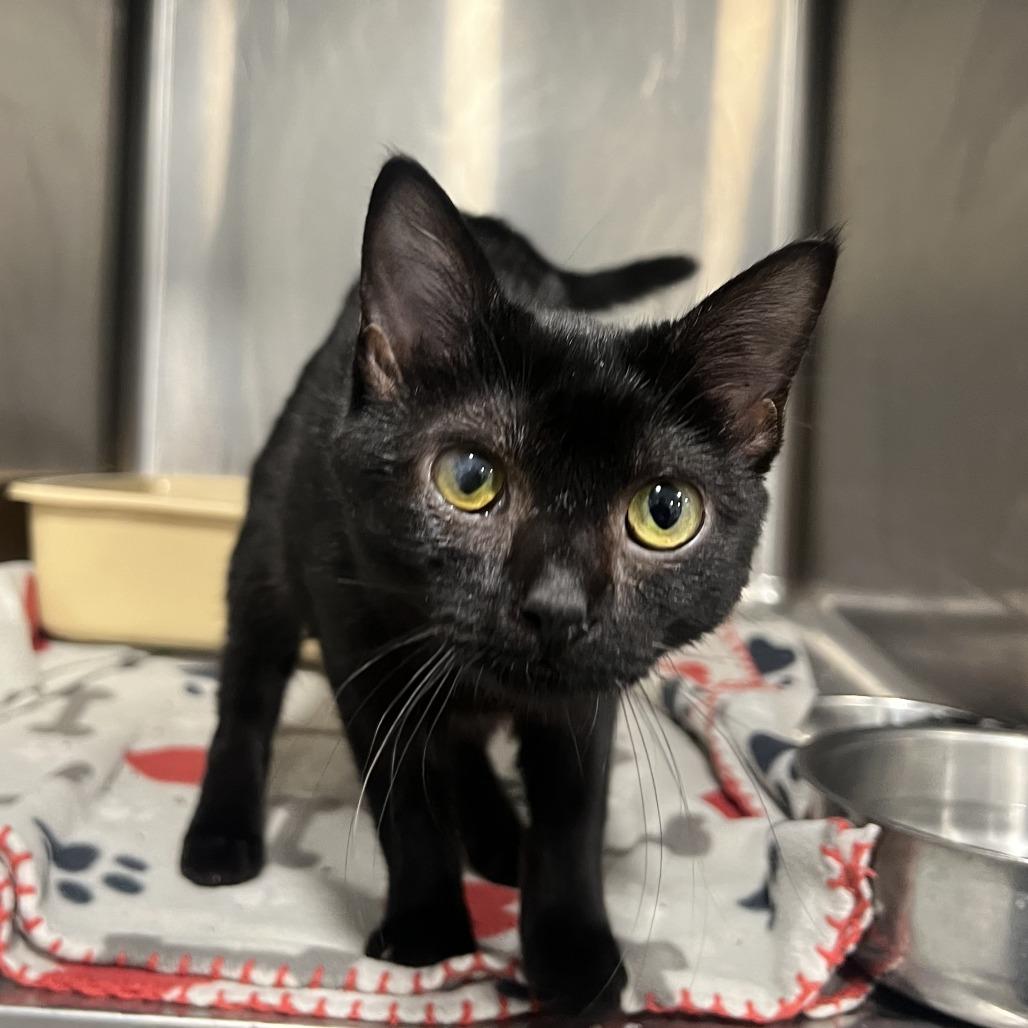 Otello, a Adoptable Domestic Short Hair in St. Louis, MO image 1/3