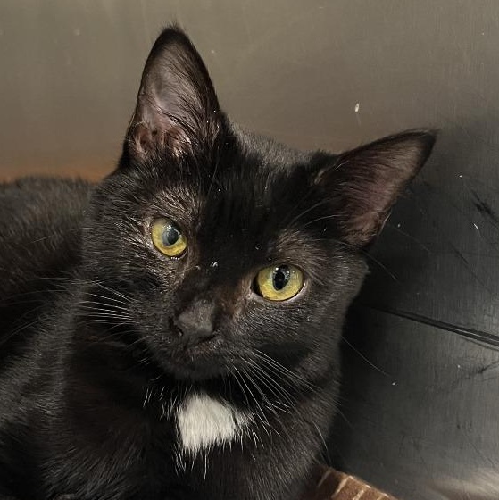 Otello, Adoptable, Young Female Domestic Short Hair.