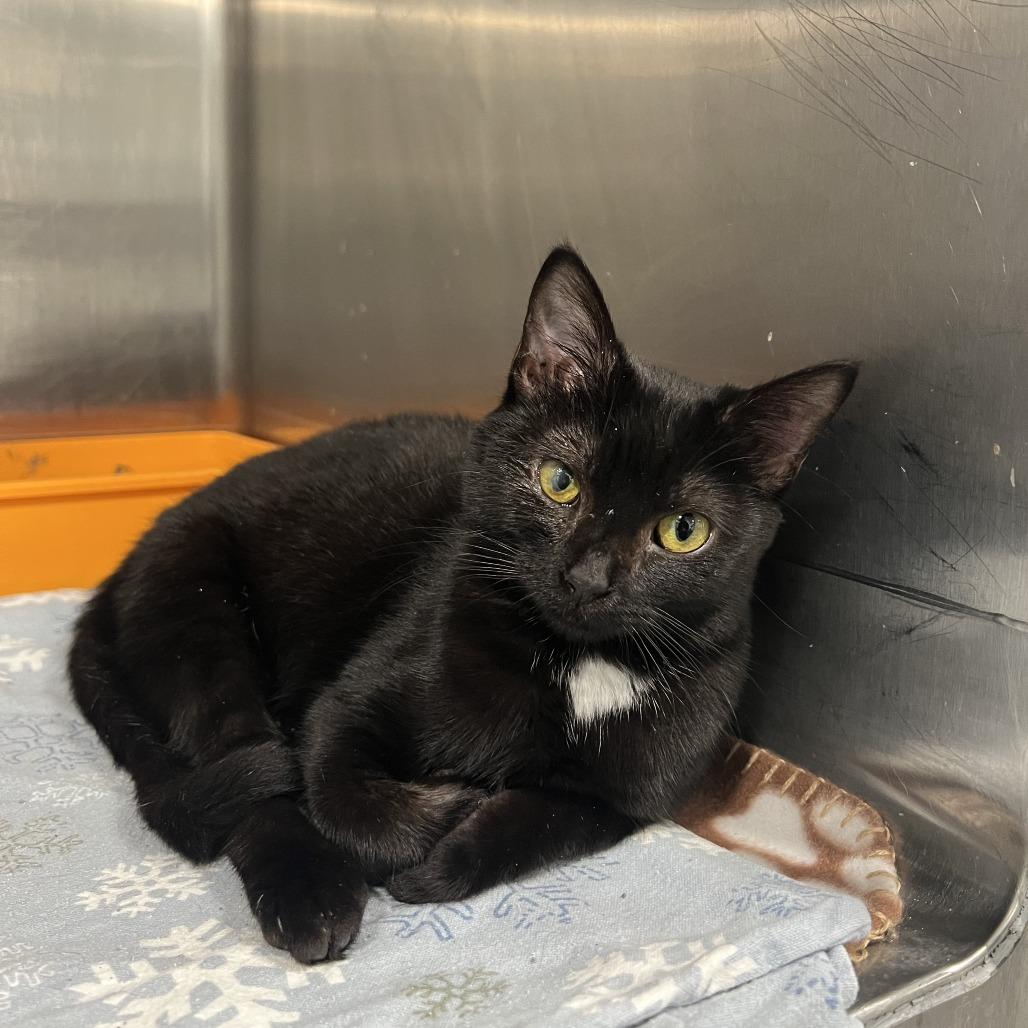 Otello, a Adoptable Domestic Short Hair in St. Louis, MO image 2/3