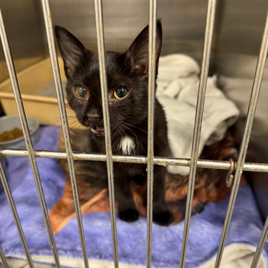 Otello, a Adoptable Domestic Short Hair in St. Louis, MO image 3/3