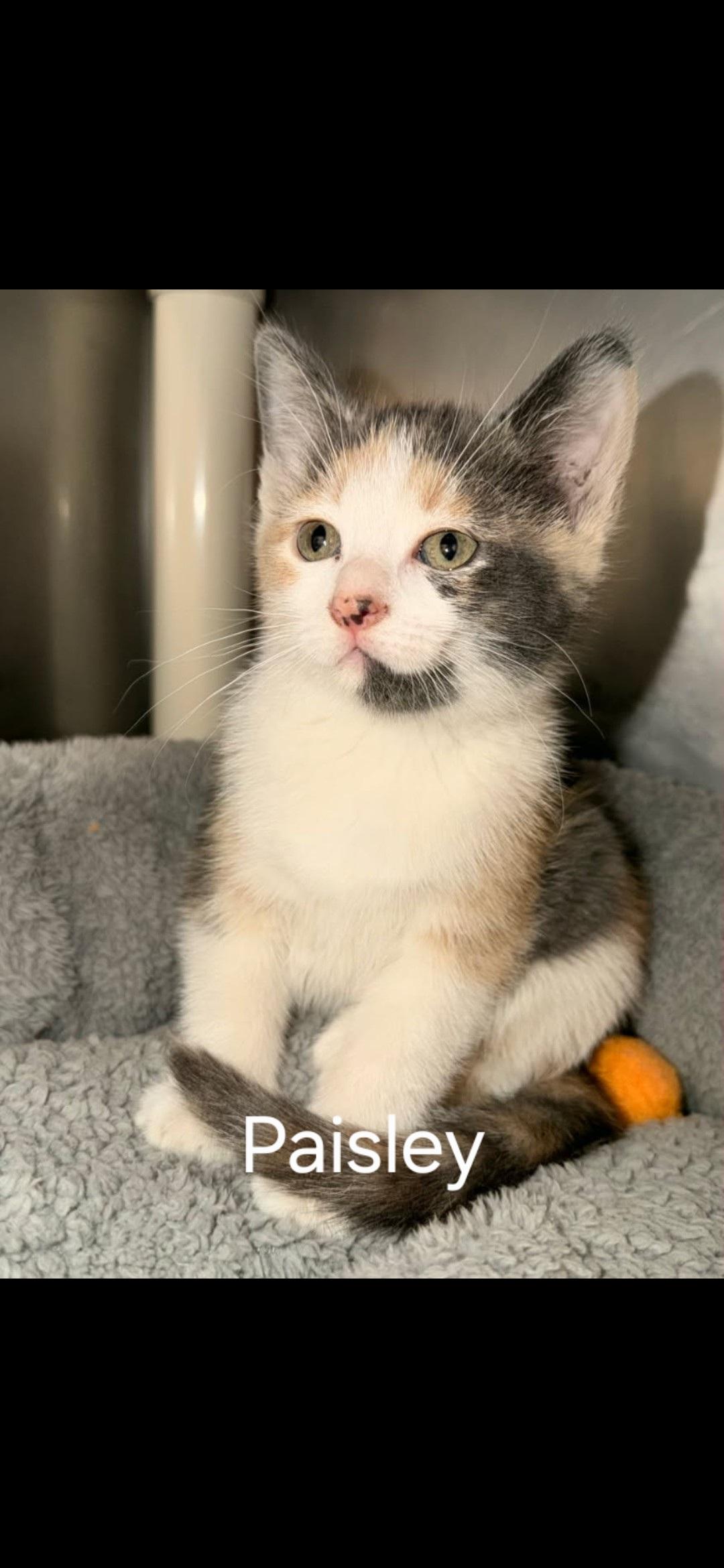 Paisley, ADOPTABLE, Kitten Female Domestic Short Hair.