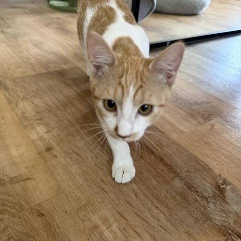 Enlarge Ginger, a ADOPTABLE Domestic Medium Hair in Santa Maria, CA image 2/4