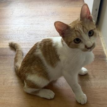 Enlarge Ginger, a ADOPTABLE Domestic Medium Hair in Santa Maria, CA image 3/4