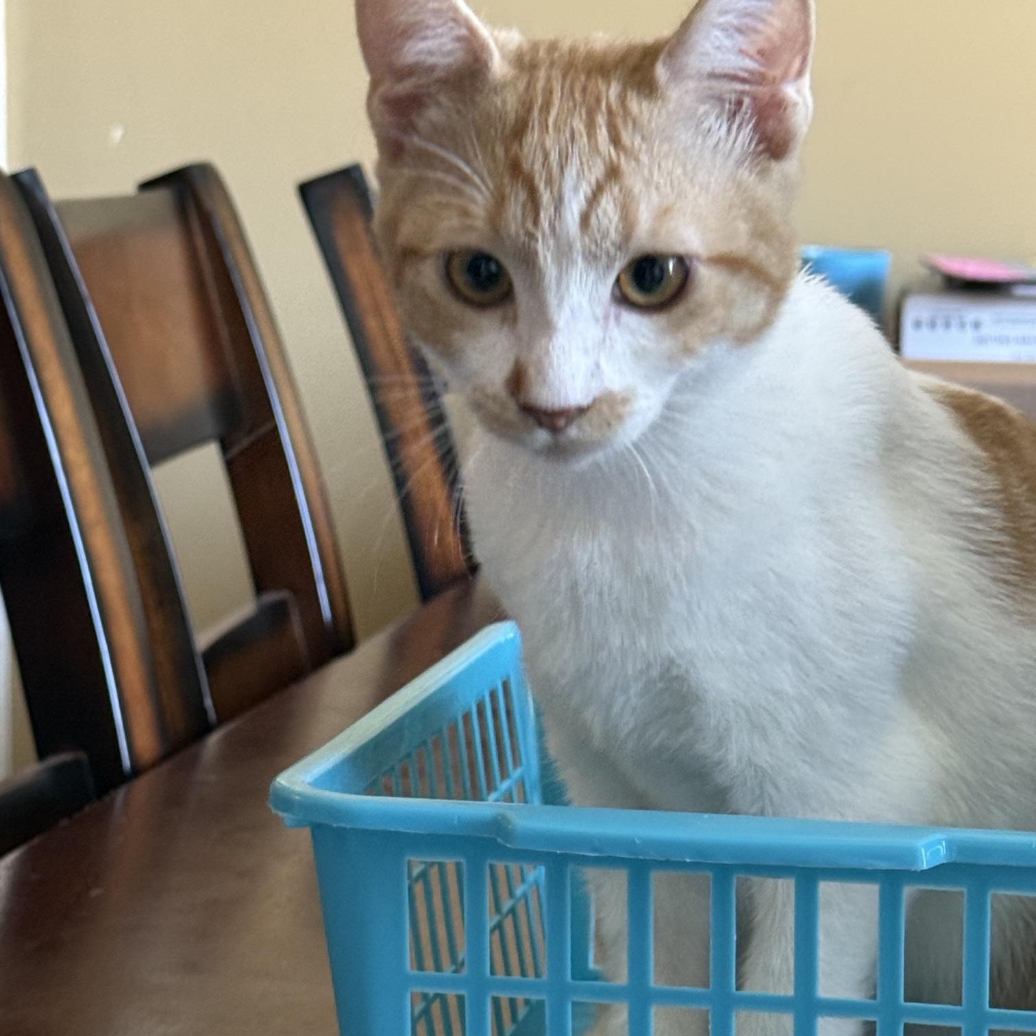Enlarge Ginger, a ADOPTABLE Domestic Medium Hair in Santa Maria, CA image 4/4