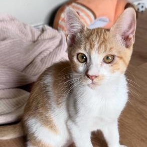 Ginger, ADOPTABLE, Kitten Female Domestic Medium Hair.