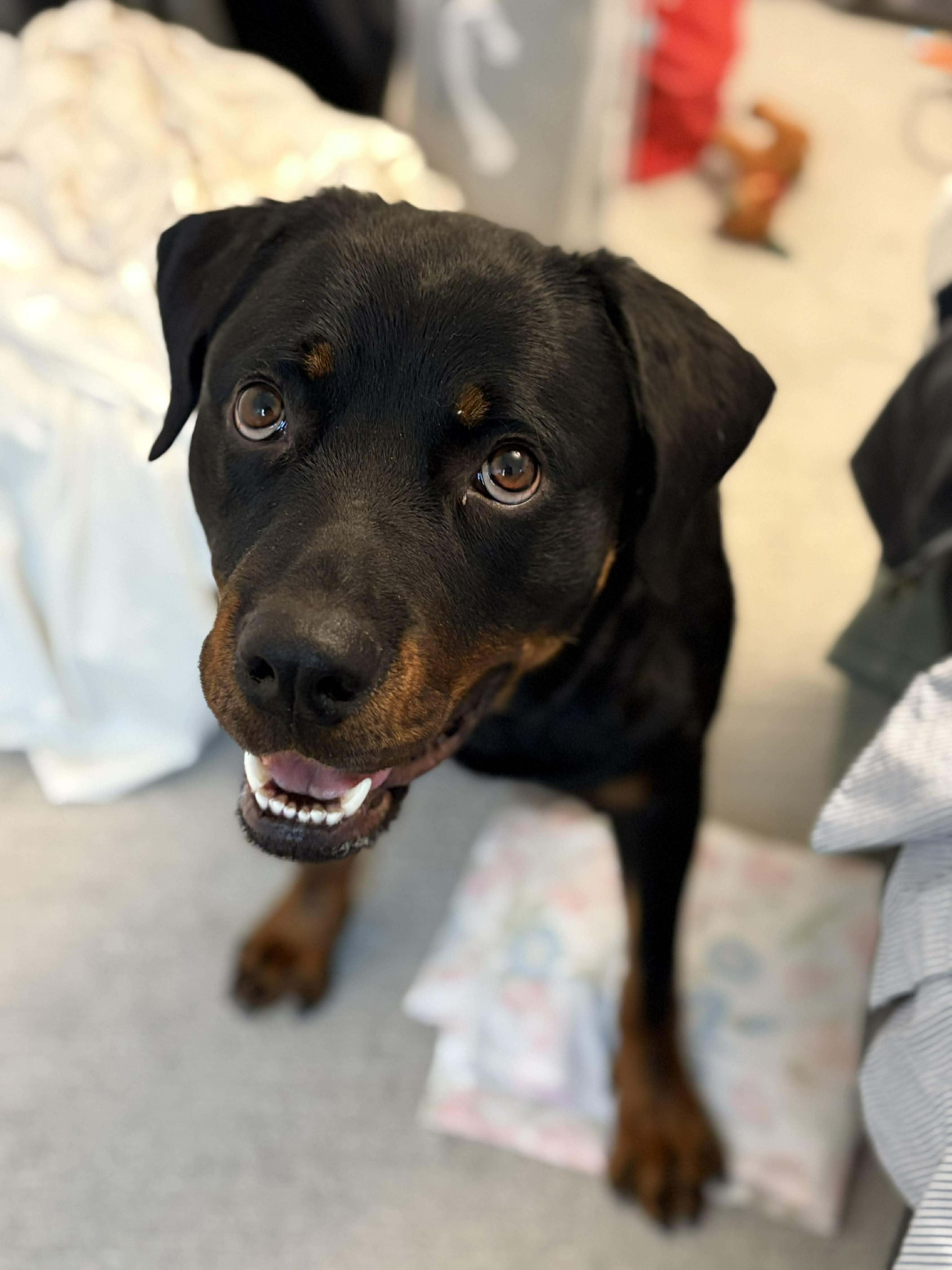 Enlarge Zoey, a Adoptable Rottweiler in Winnipeg, MB image 2/6