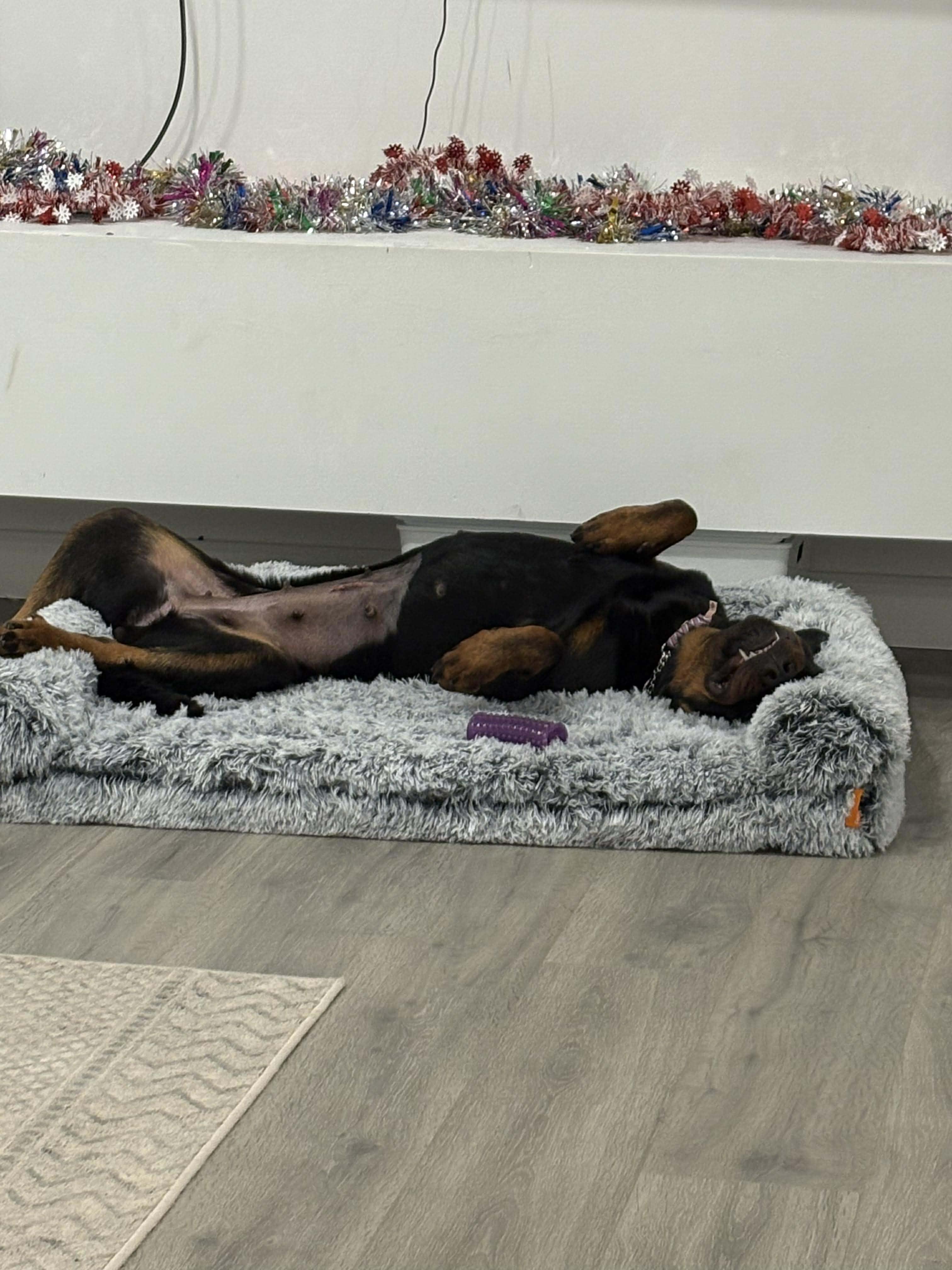 Enlarge Zoey, a Adoptable Rottweiler in Winnipeg, MB image 3/6