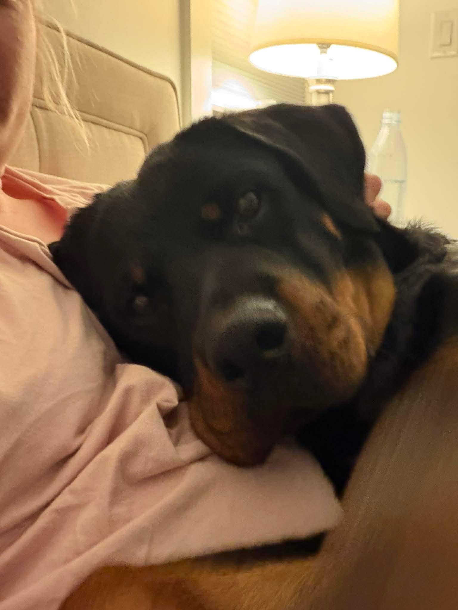 Zoey, Adoptable, Adult Female Rottweiler.