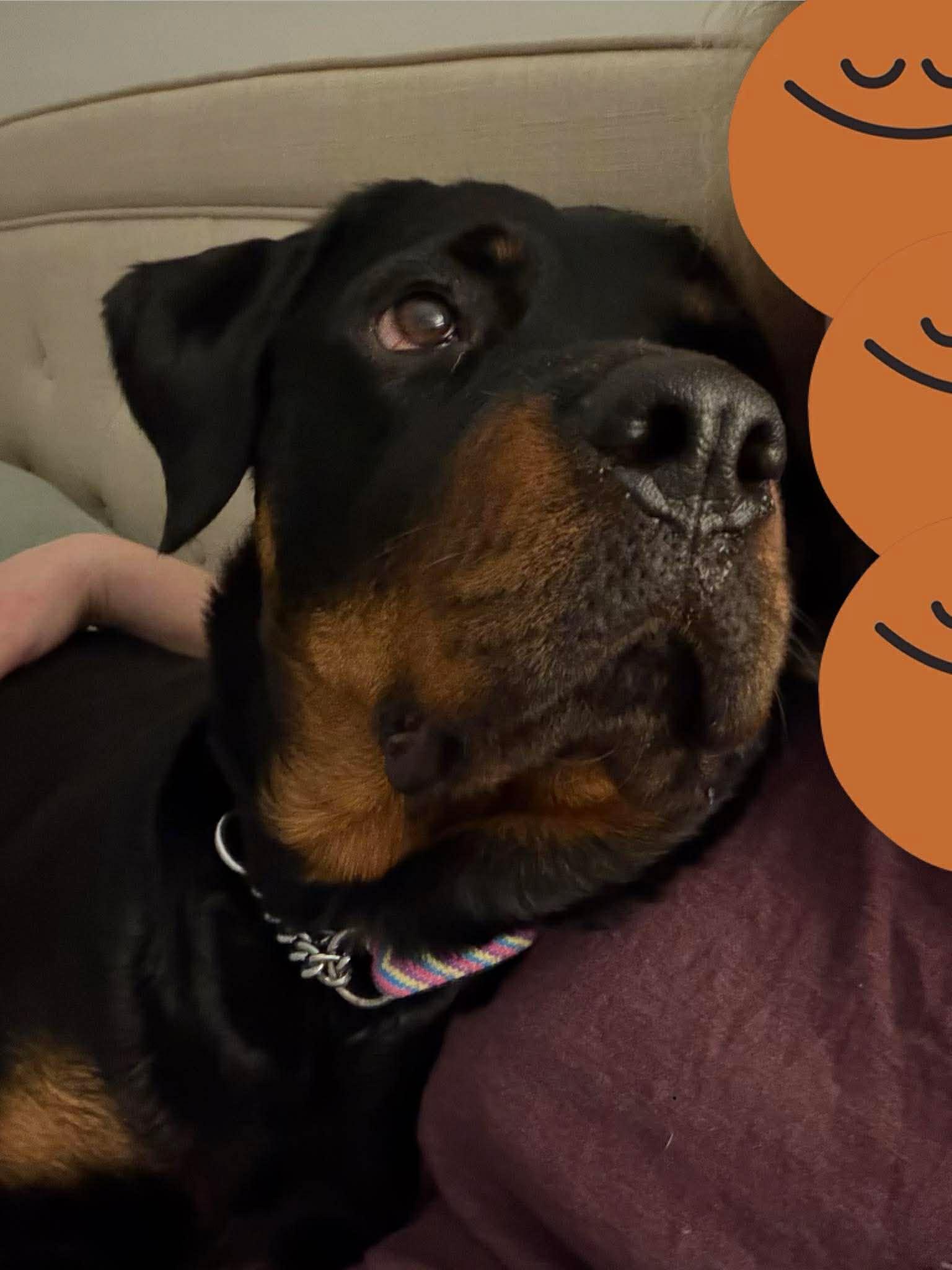 Enlarge Zoey, a Adoptable Rottweiler in Winnipeg, MB image 5/6