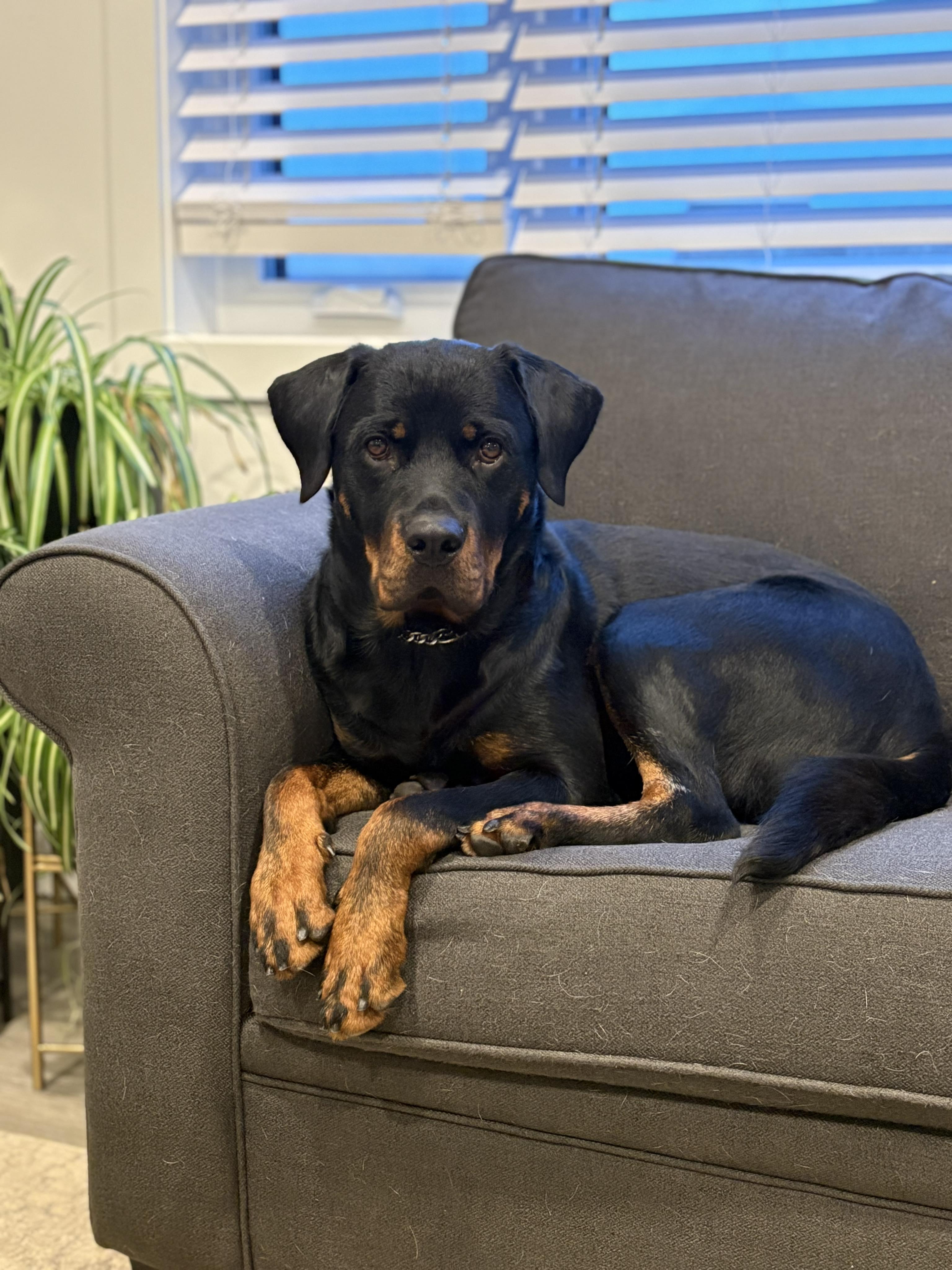 Enlarge Zoey, a Adoptable Rottweiler in Winnipeg, MB image 1/6