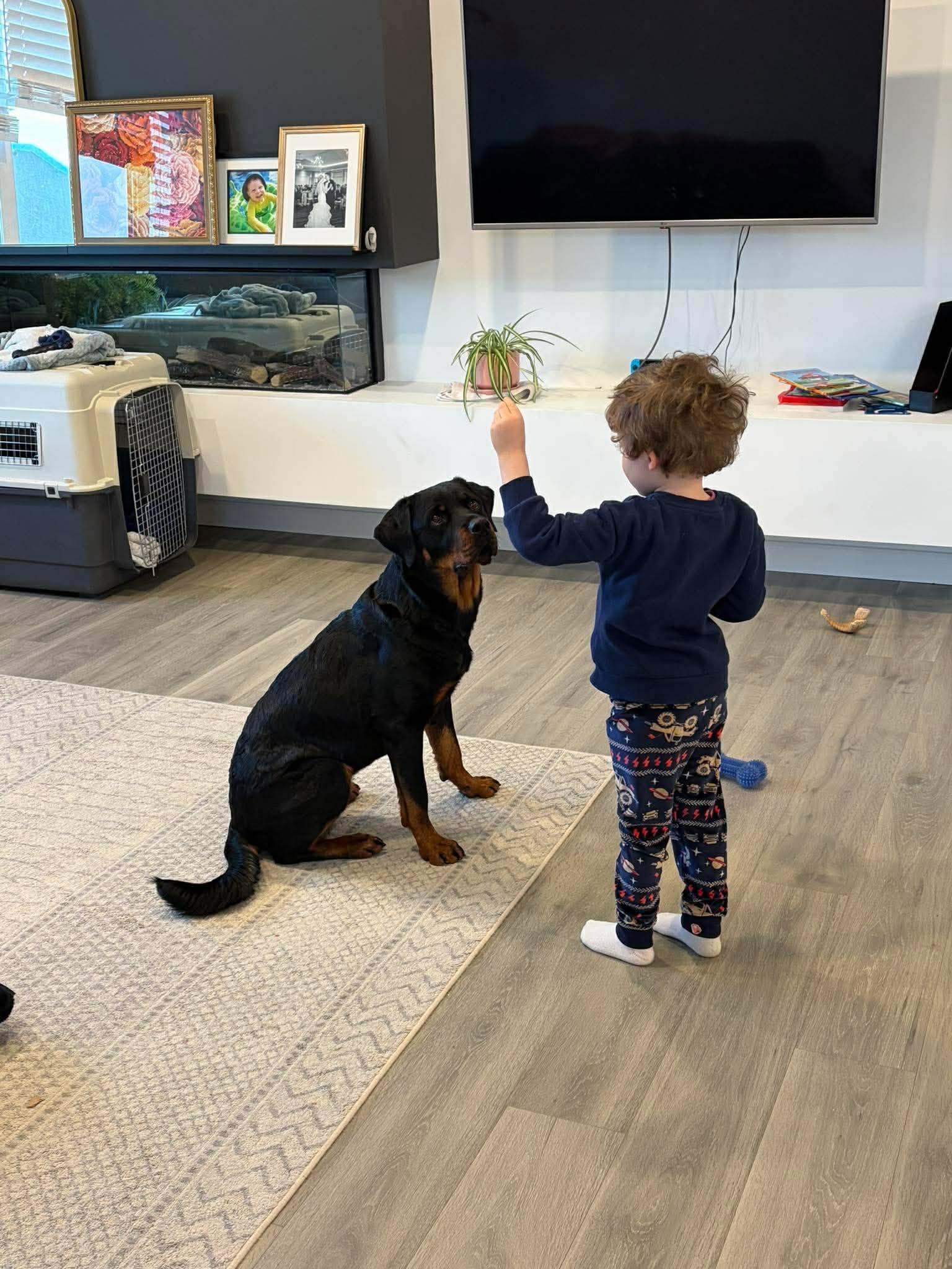 Enlarge Zoey, a Adoptable Rottweiler in Winnipeg, MB image 4/6