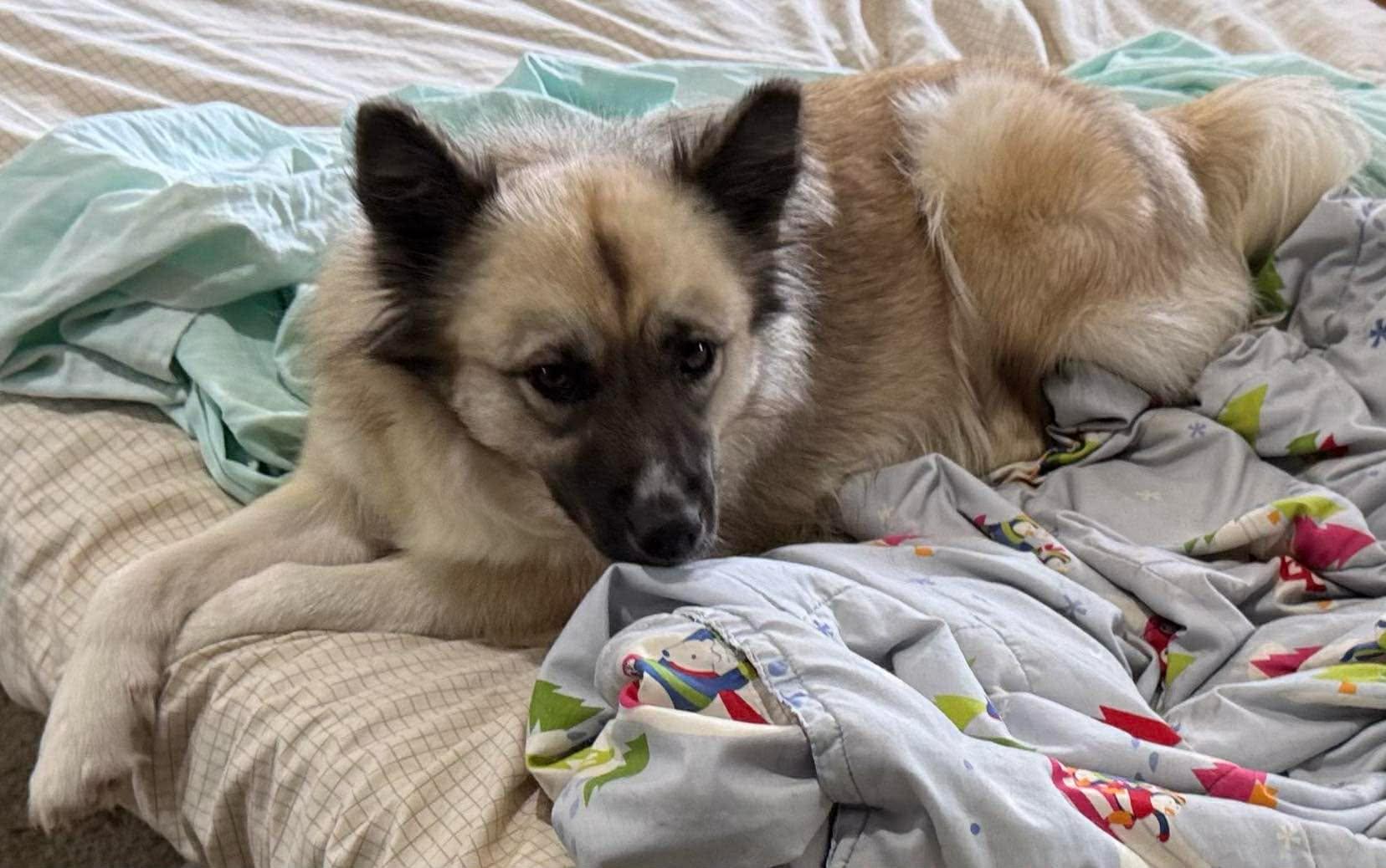 Anastasia (in E. Tennessee), Adoptable, Young Female Keeshond & Australian Shepherd.